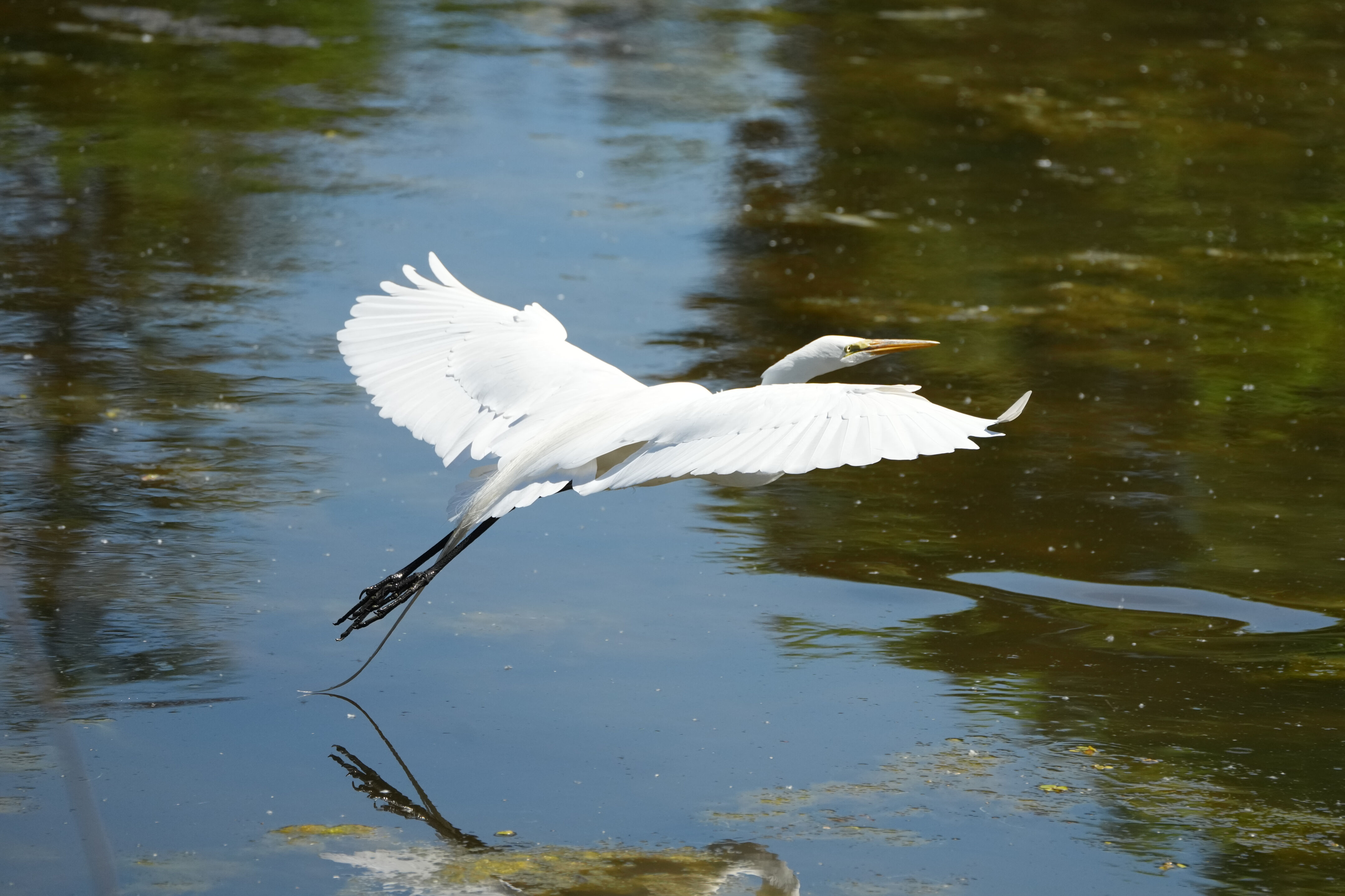 Contra Costa Canal Regional Trail