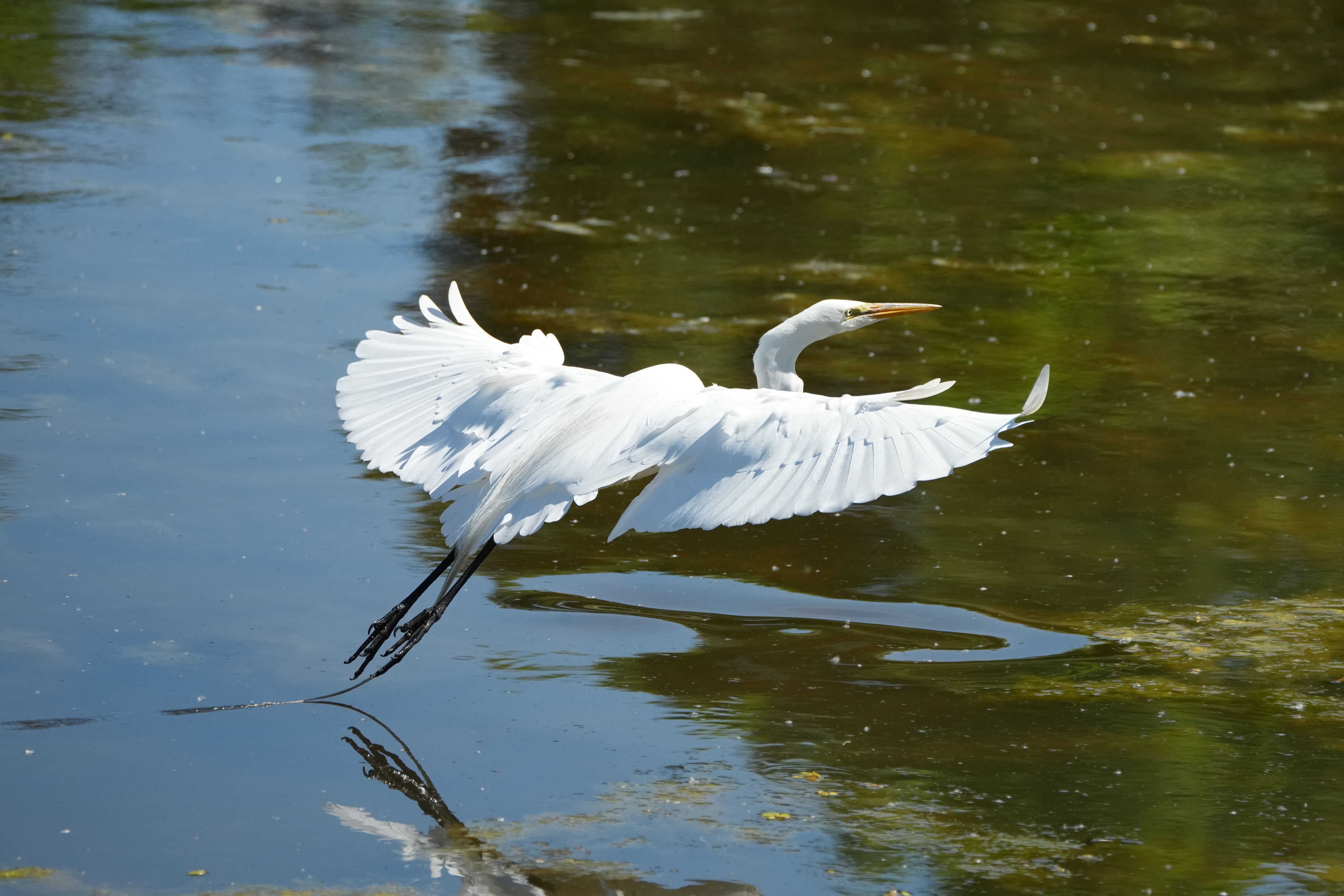 Contra Costa Canal Regional Trail
