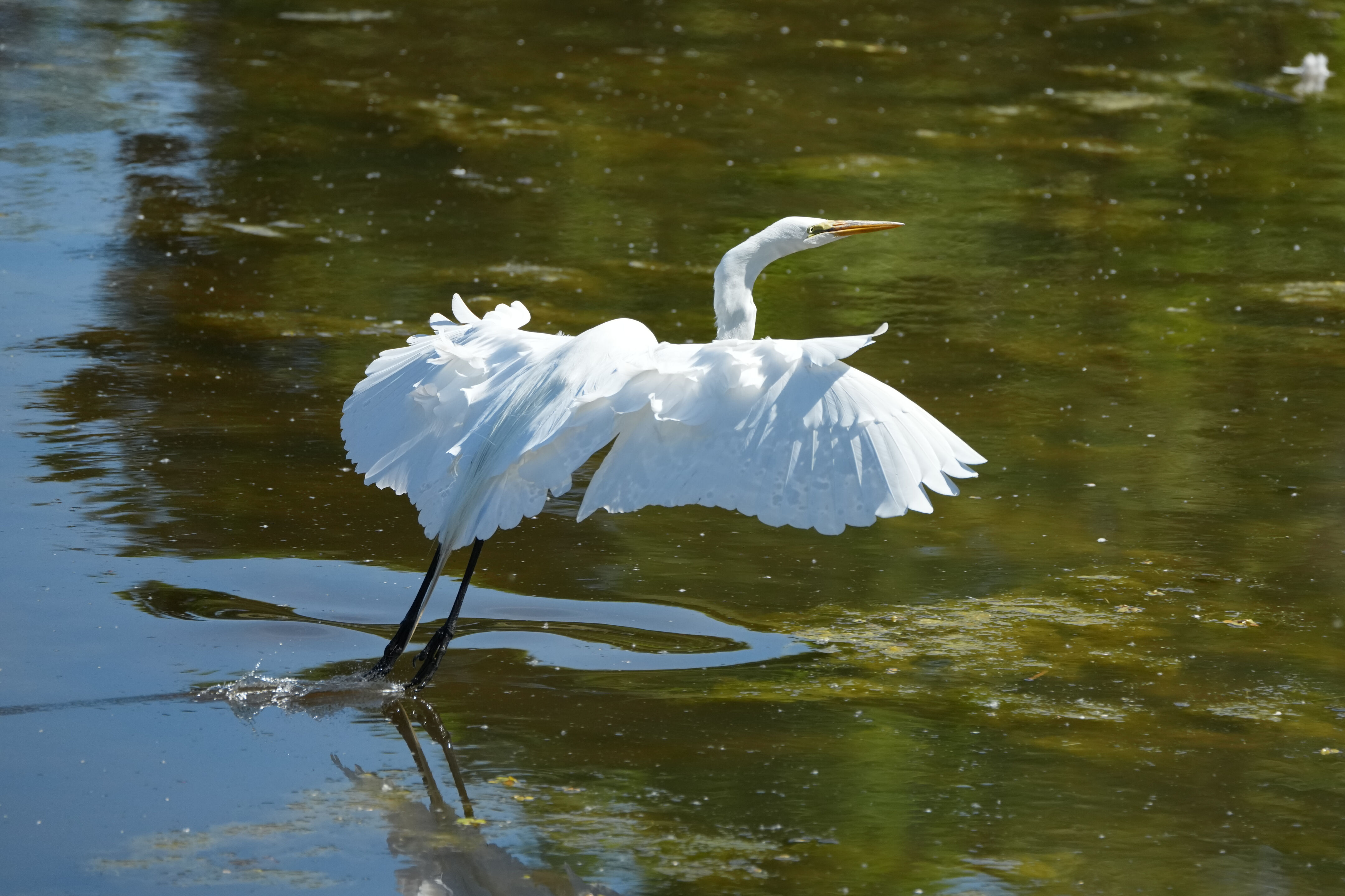 Contra Costa Canal Regional Trail
