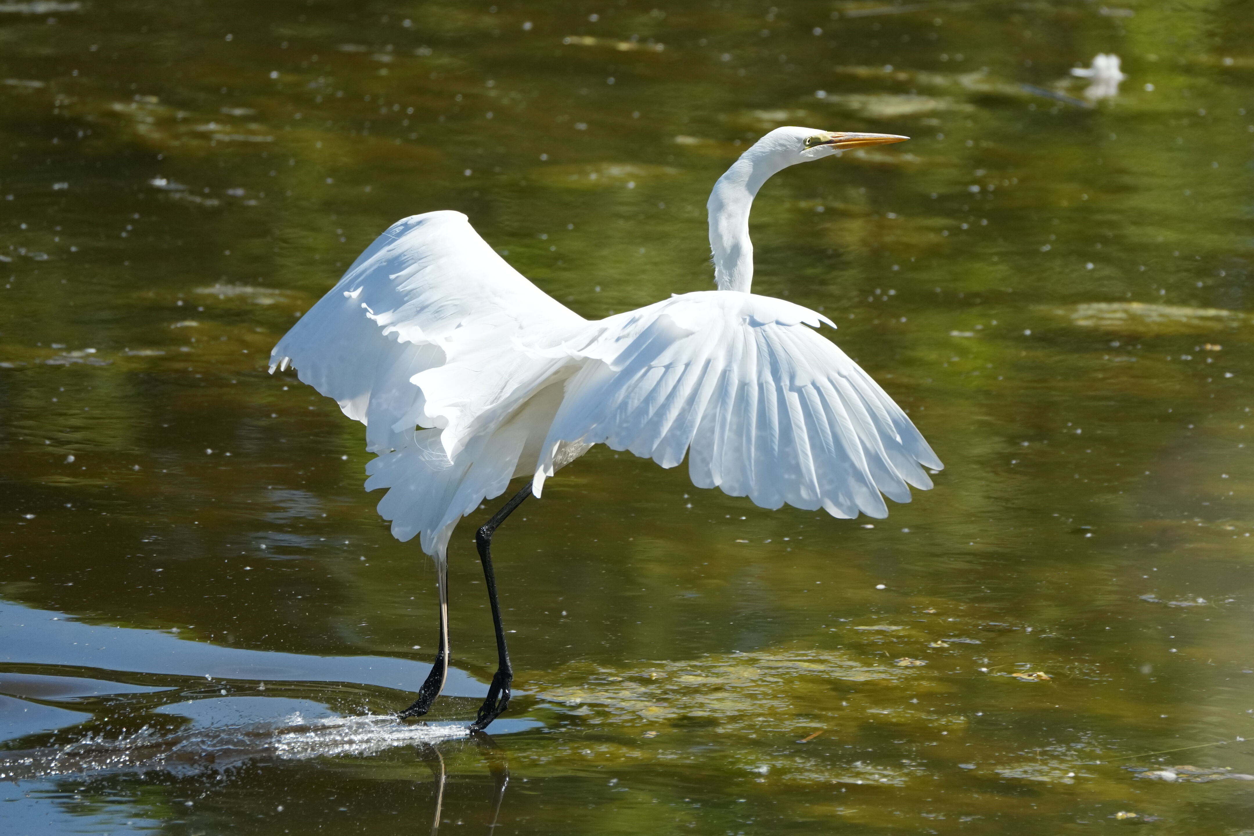 Contra Costa Canal Regional Trail