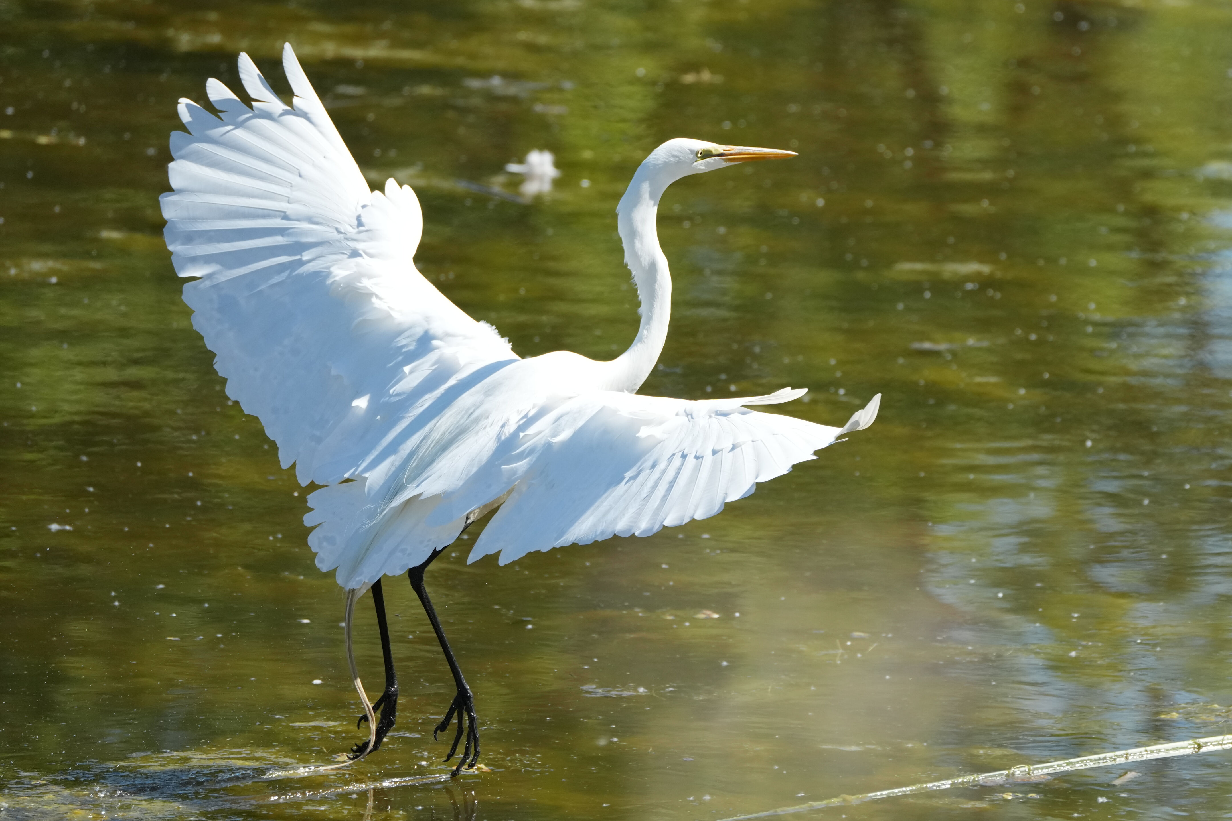 Contra Costa Canal Regional Trail