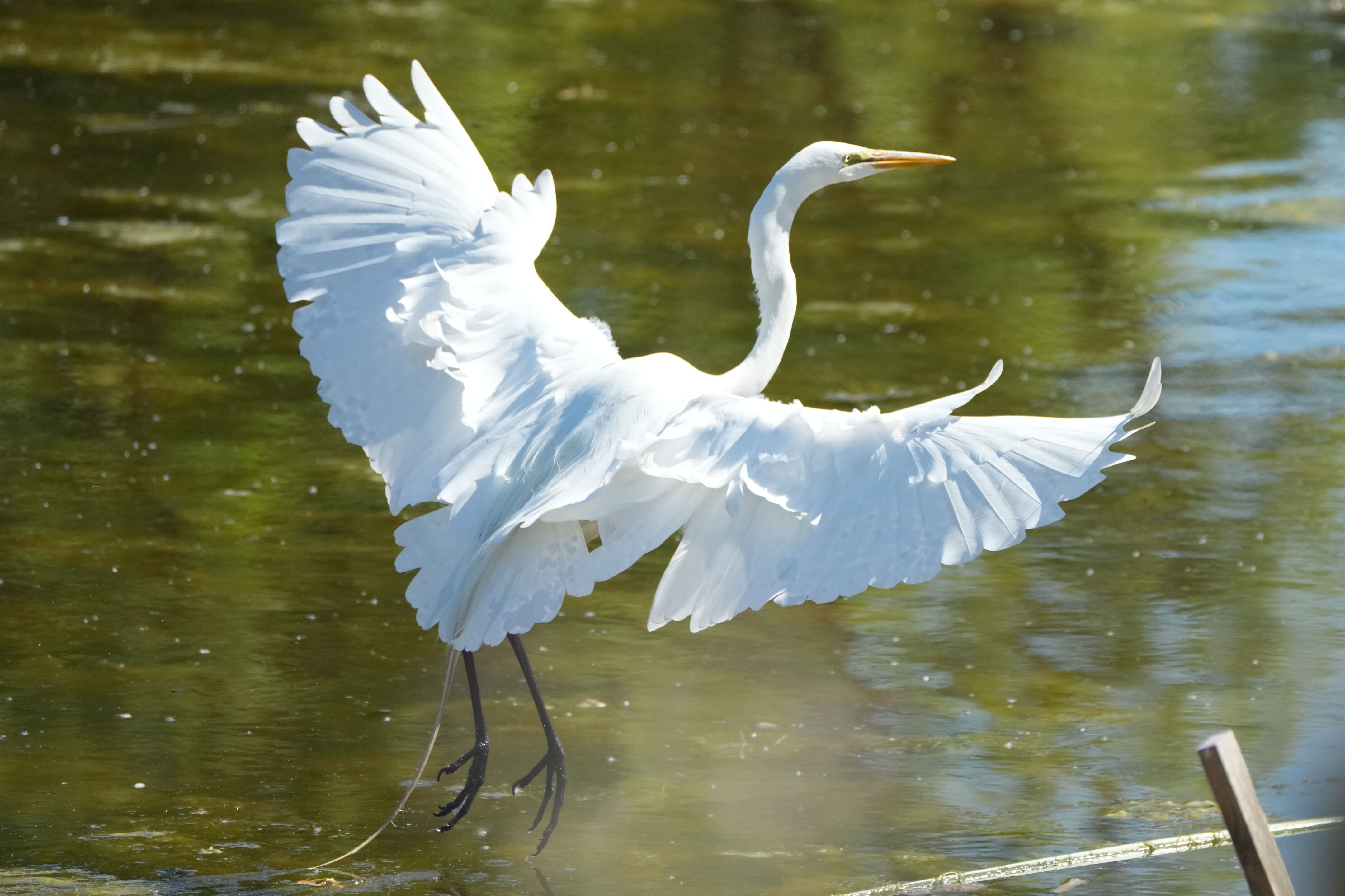 Contra Costa Canal Regional Trail