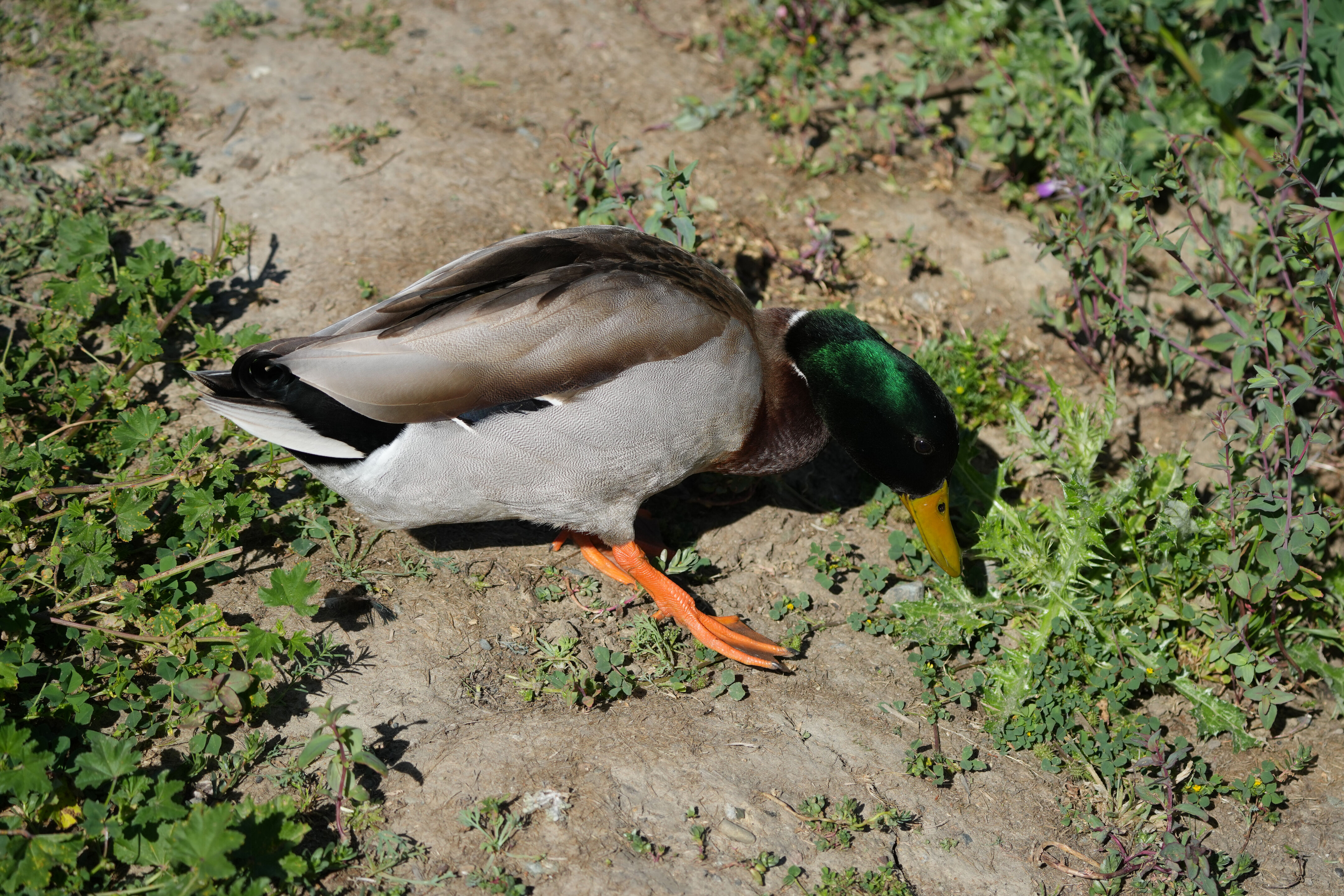 Contra Costa Canal Regional Trail