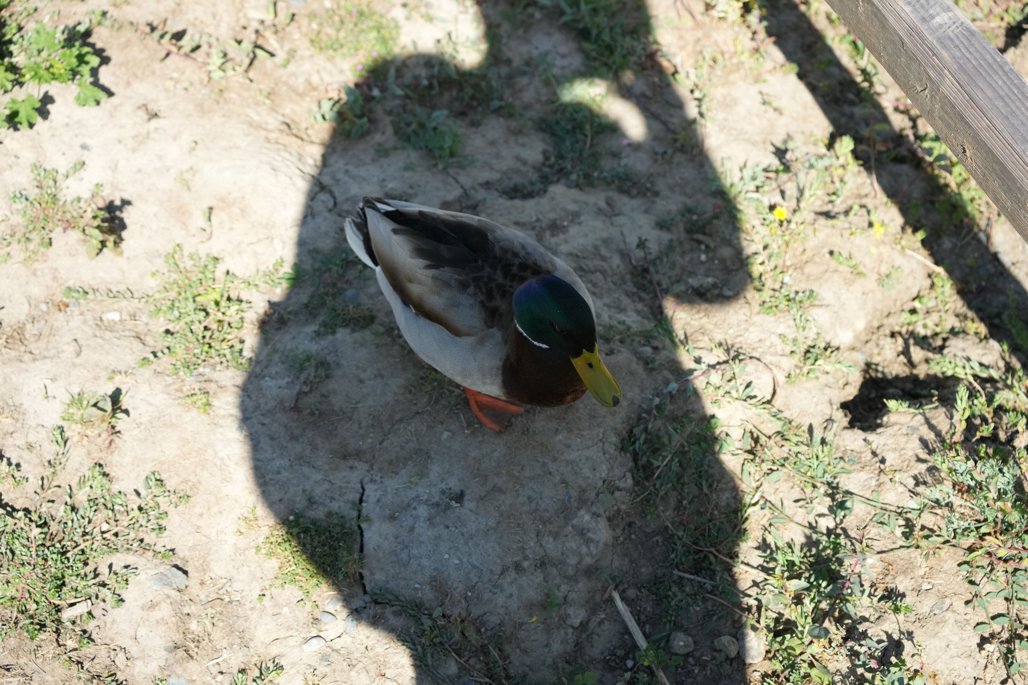 Contra Costa Canal Regional Trail