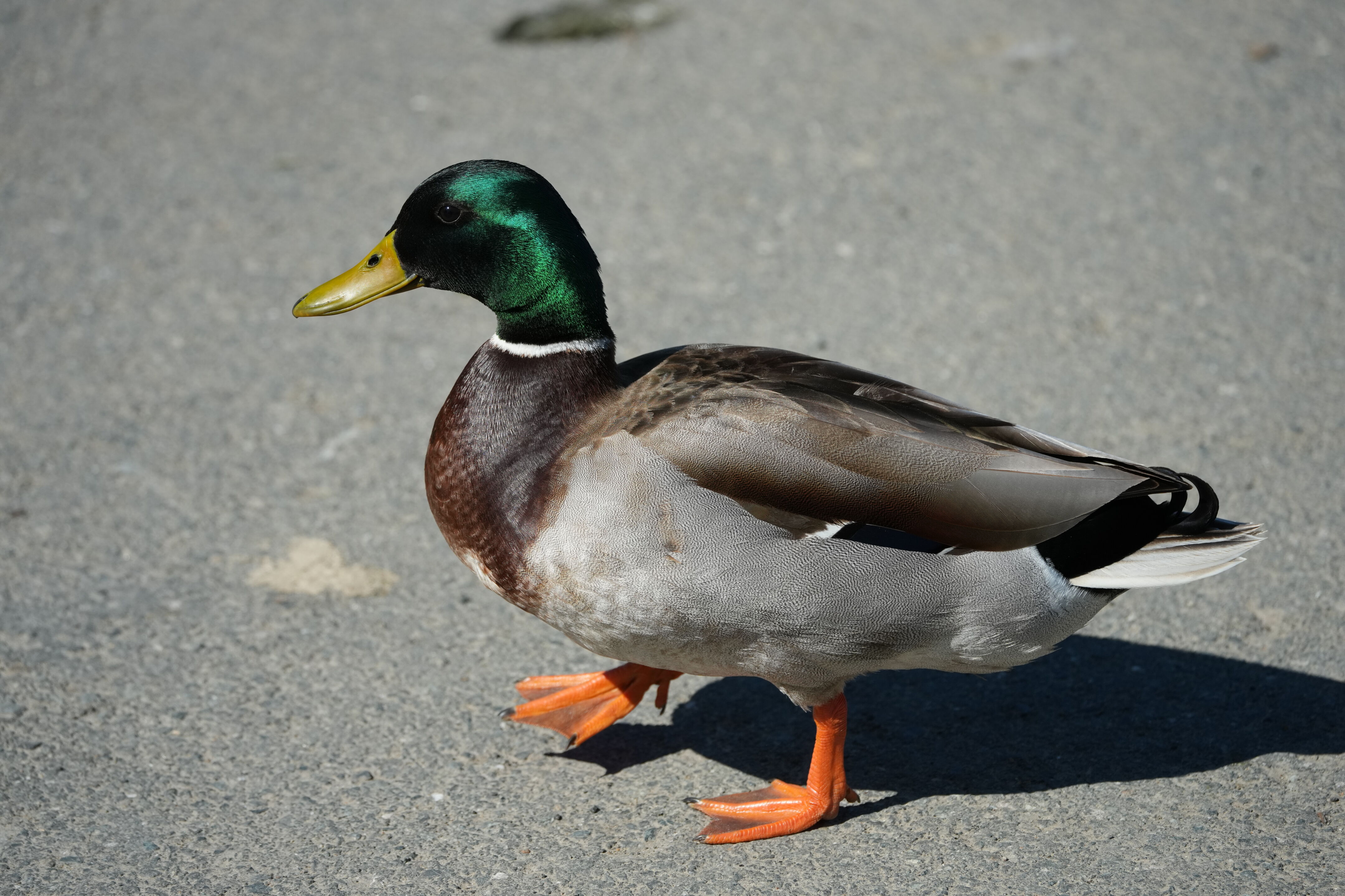 Contra Costa Canal Regional Trail