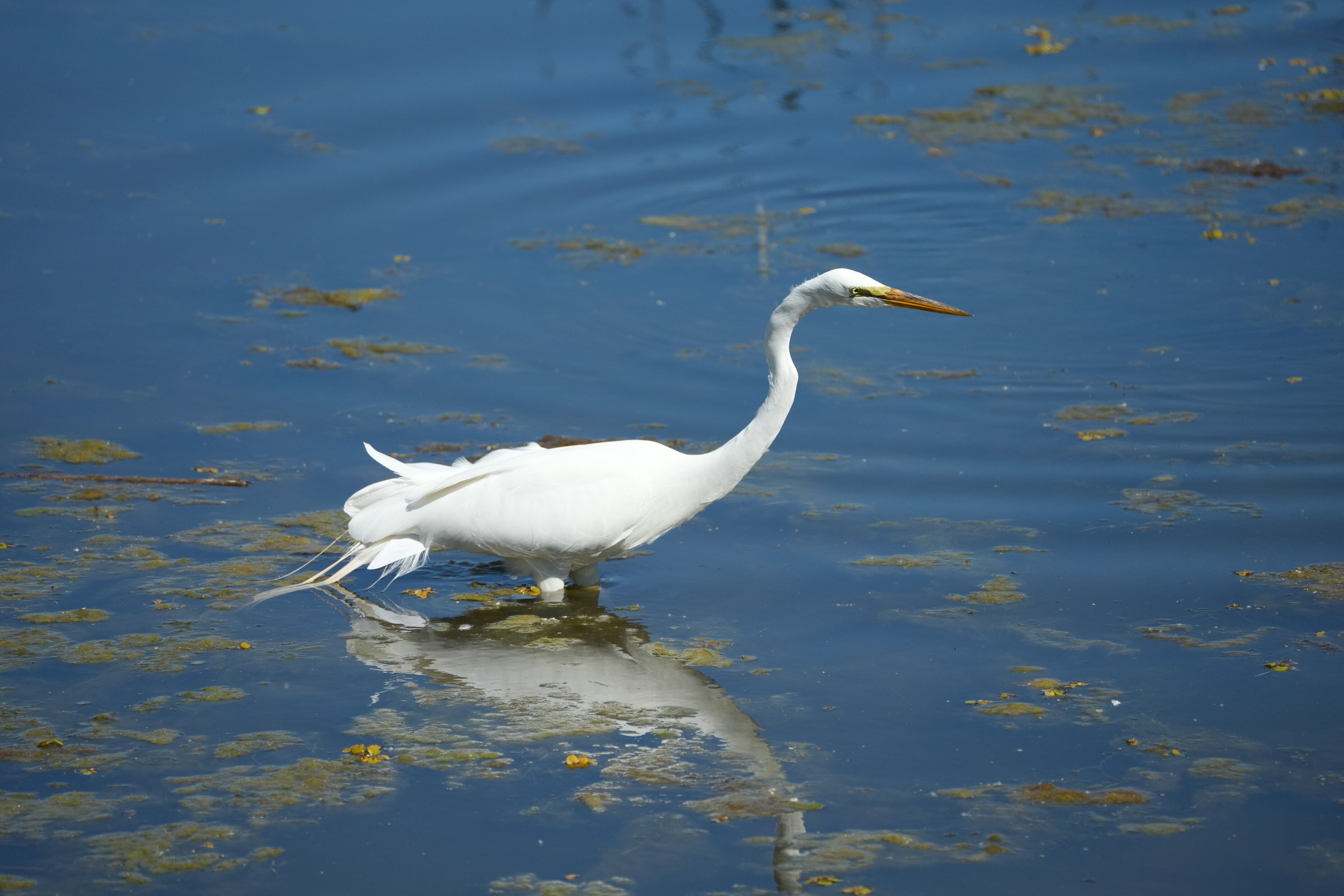 Contra Costa Canal Regional Trail