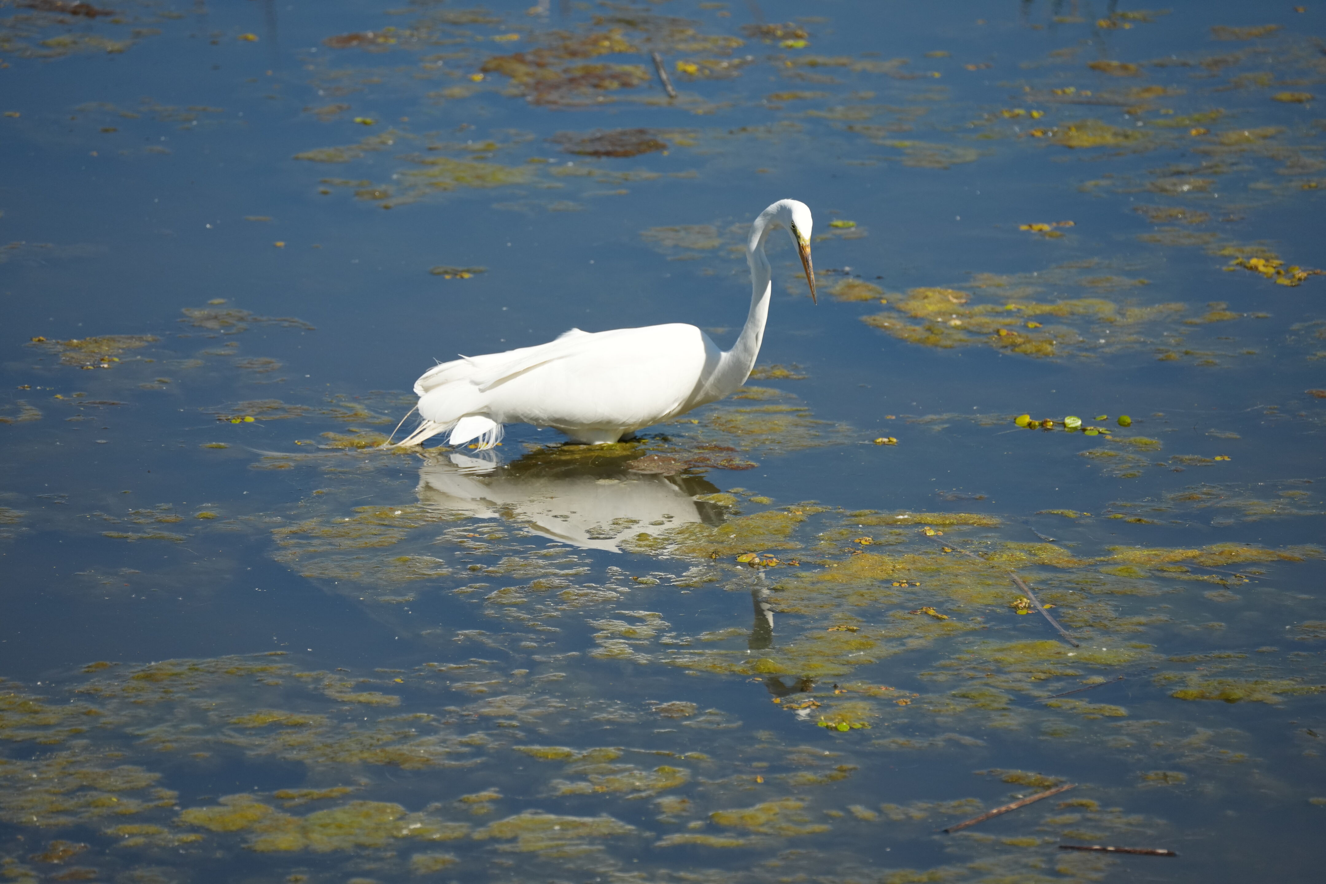 Contra Costa Canal Regional Trail