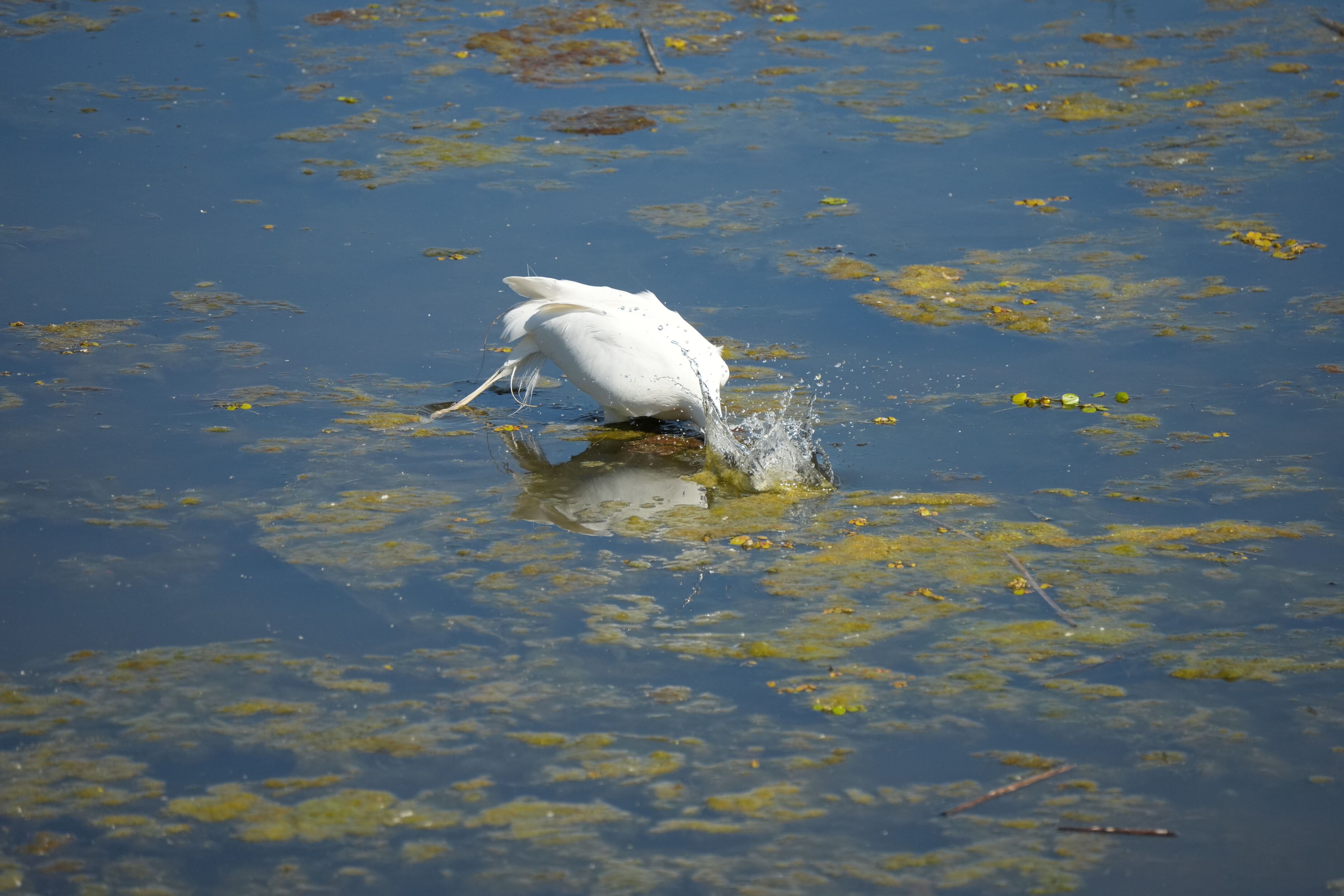 Contra Costa Canal Regional Trail
