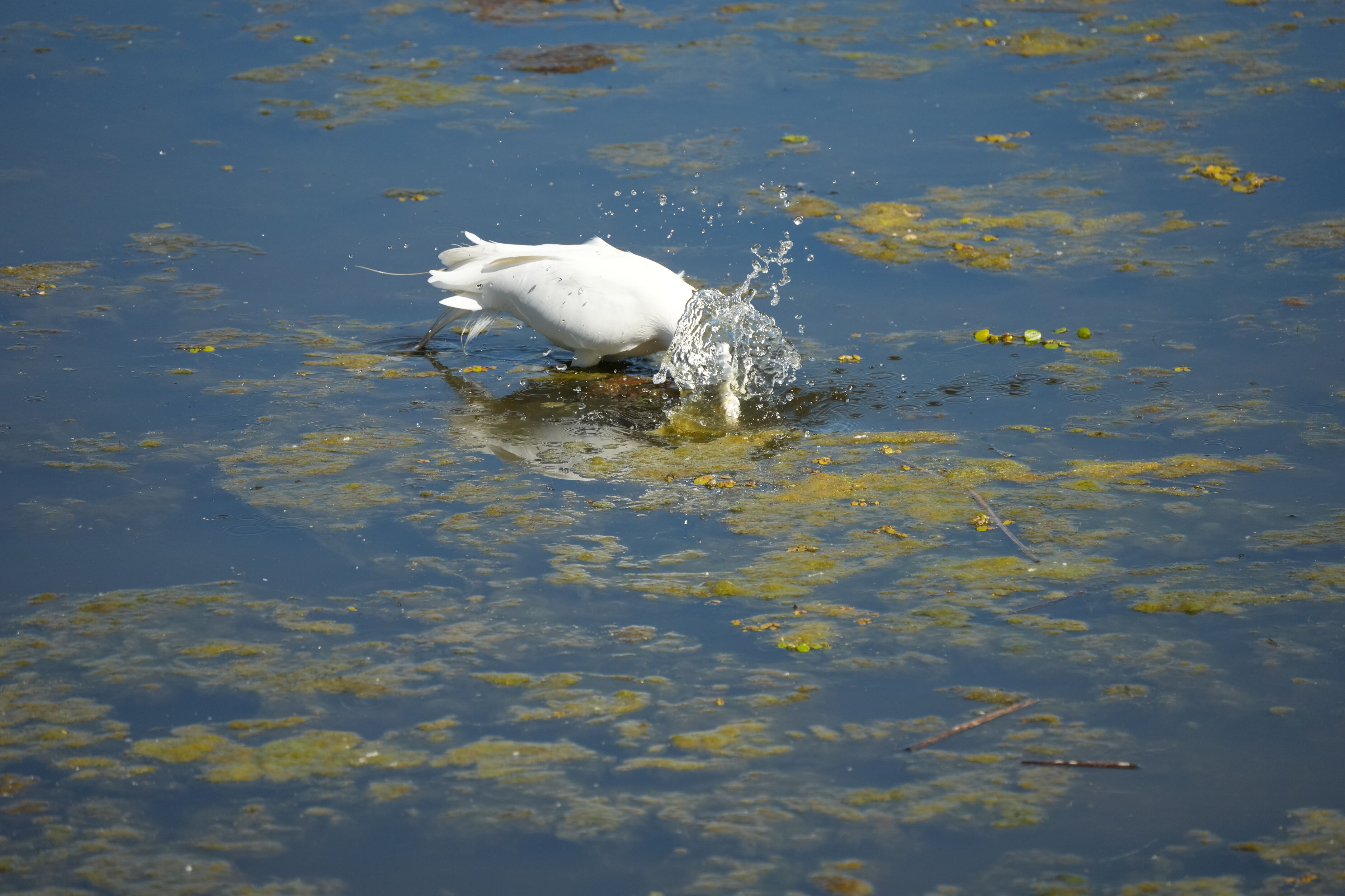 Contra Costa Canal Regional Trail