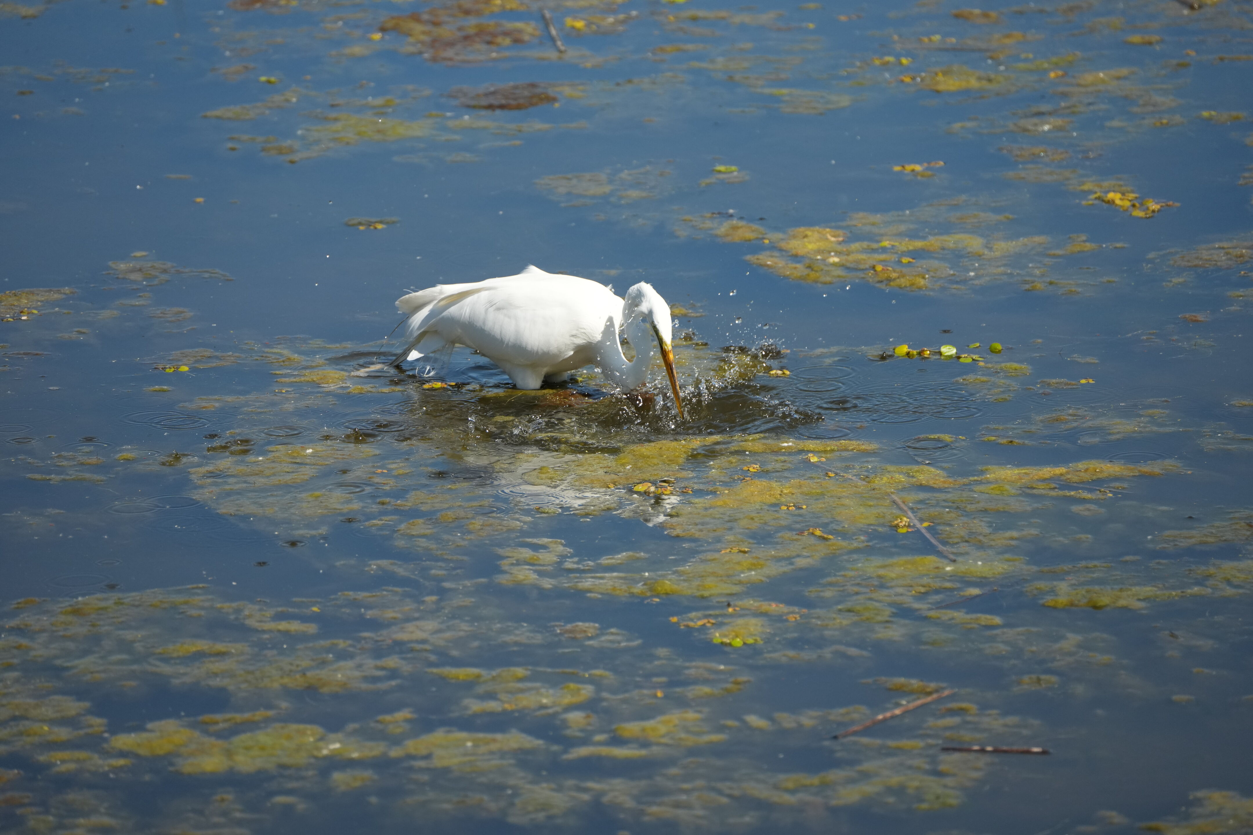Contra Costa Canal Regional Trail