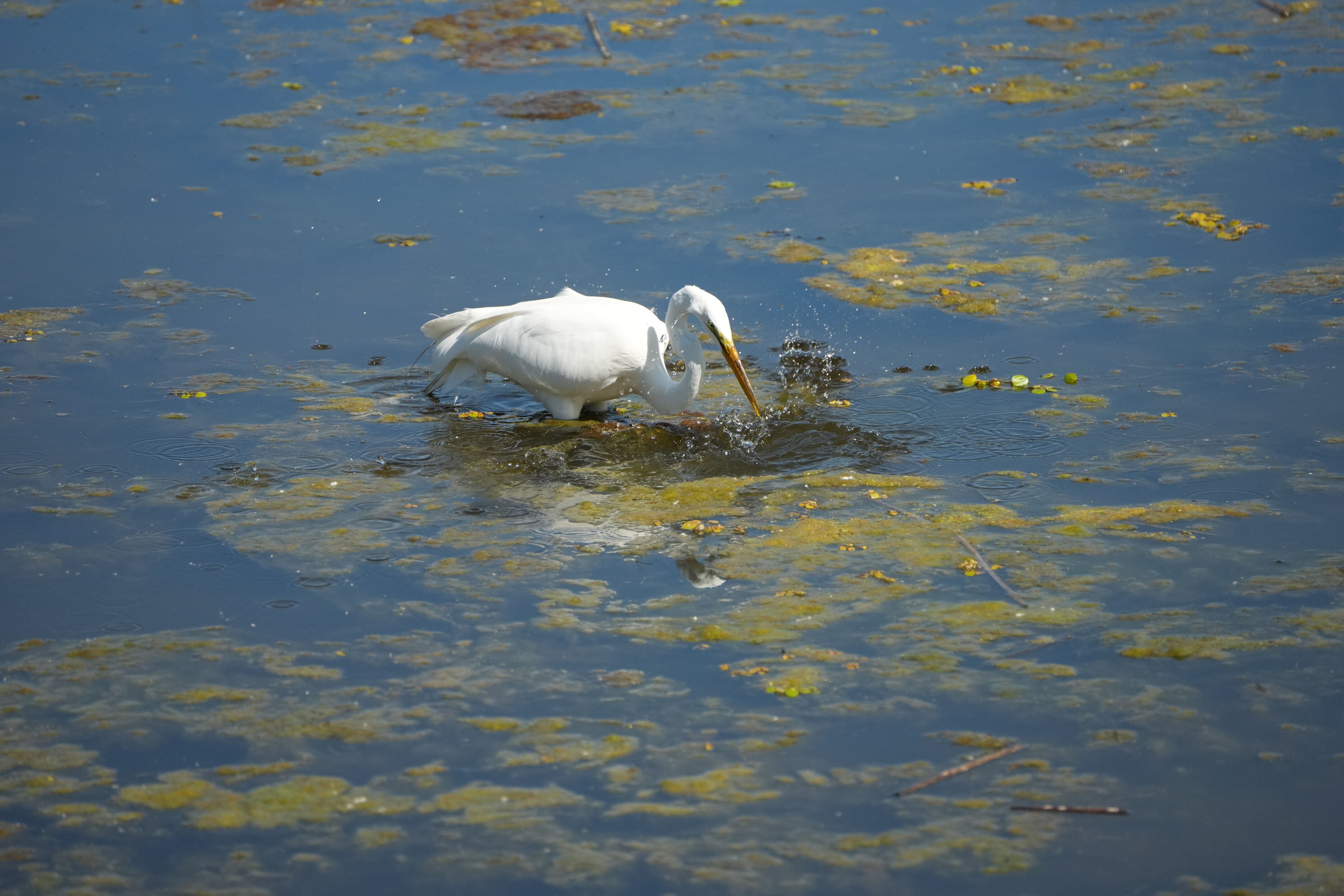 Contra Costa Canal Regional Trail