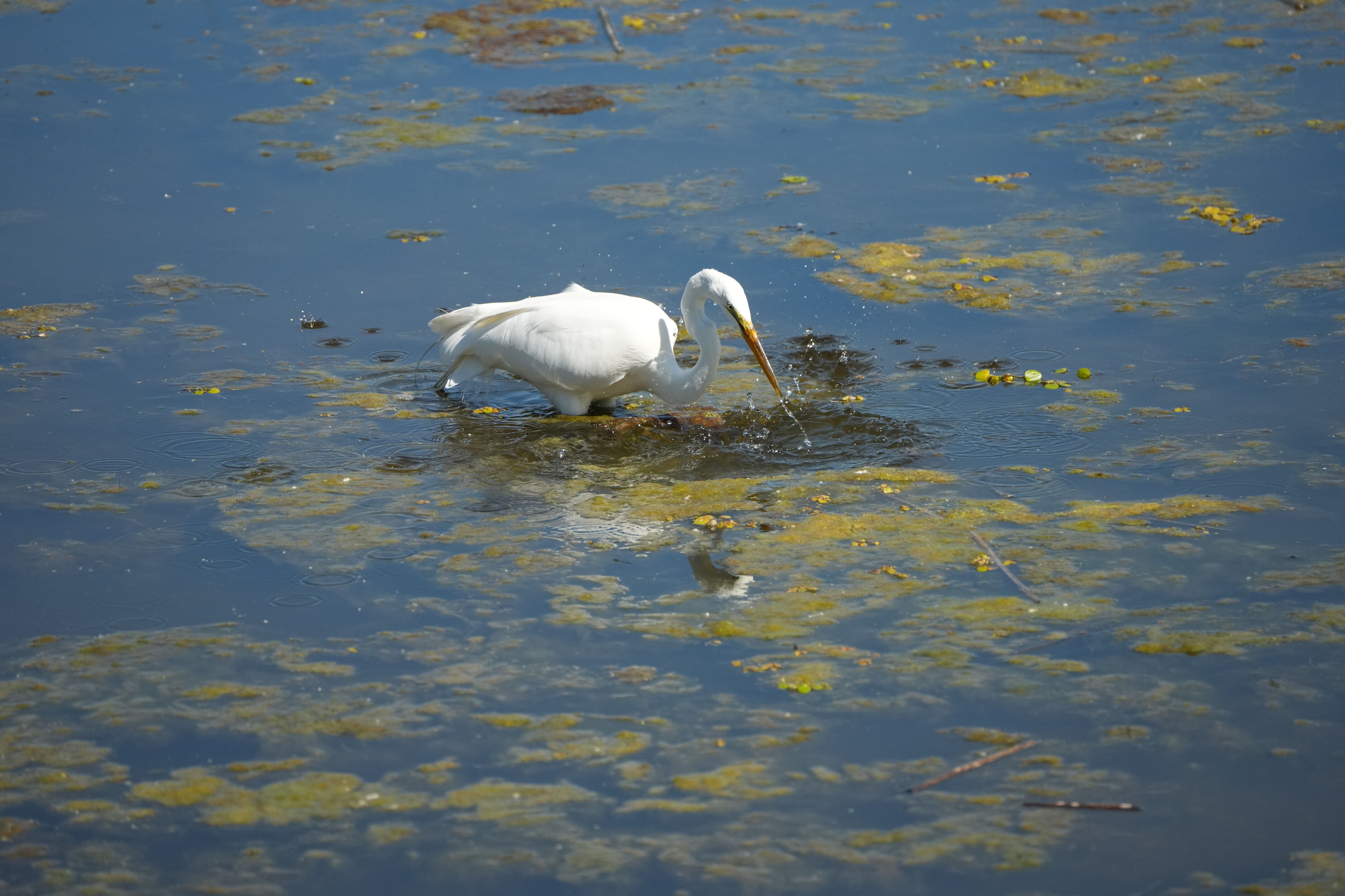 Contra Costa Canal Regional Trail