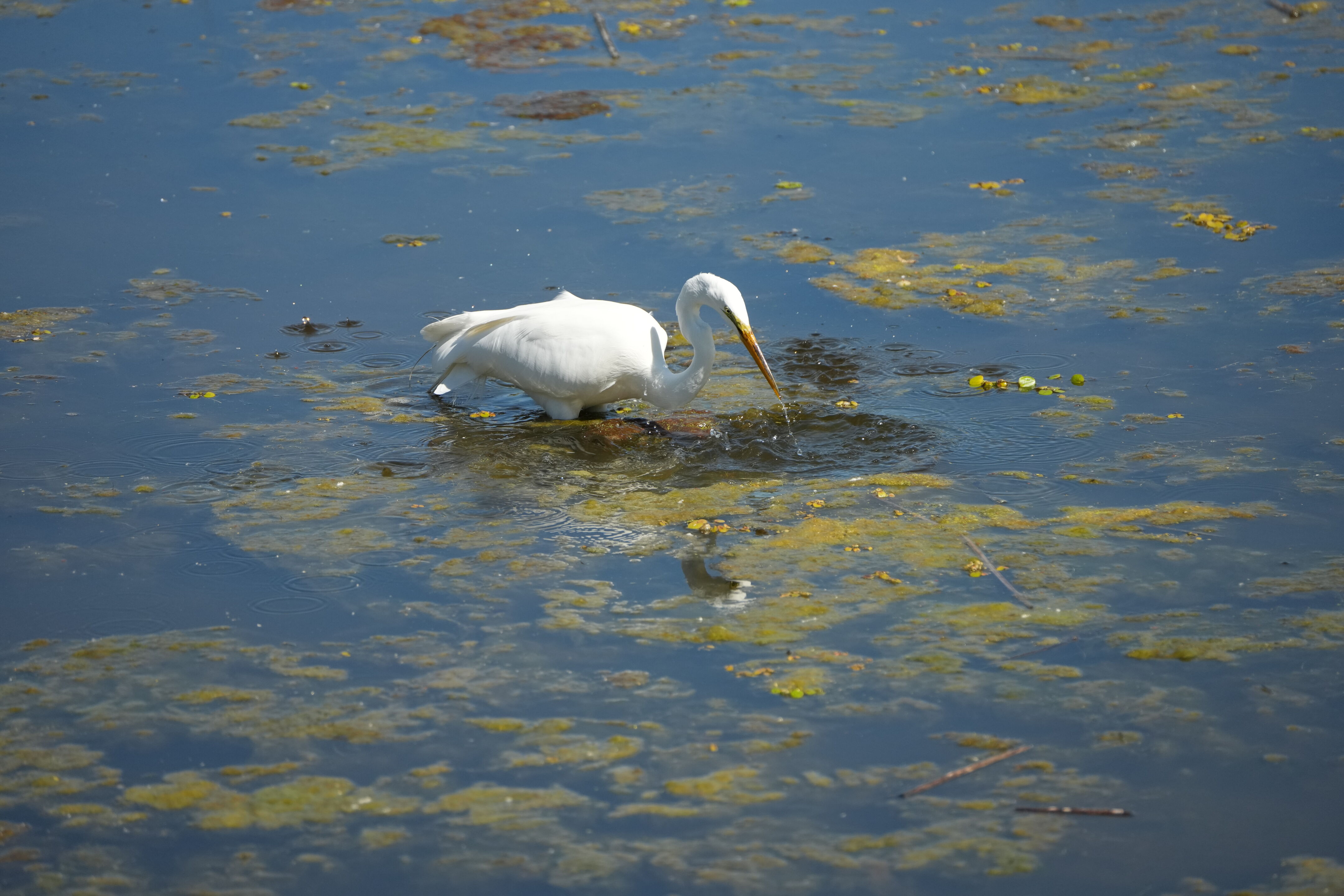 Contra Costa Canal Regional Trail