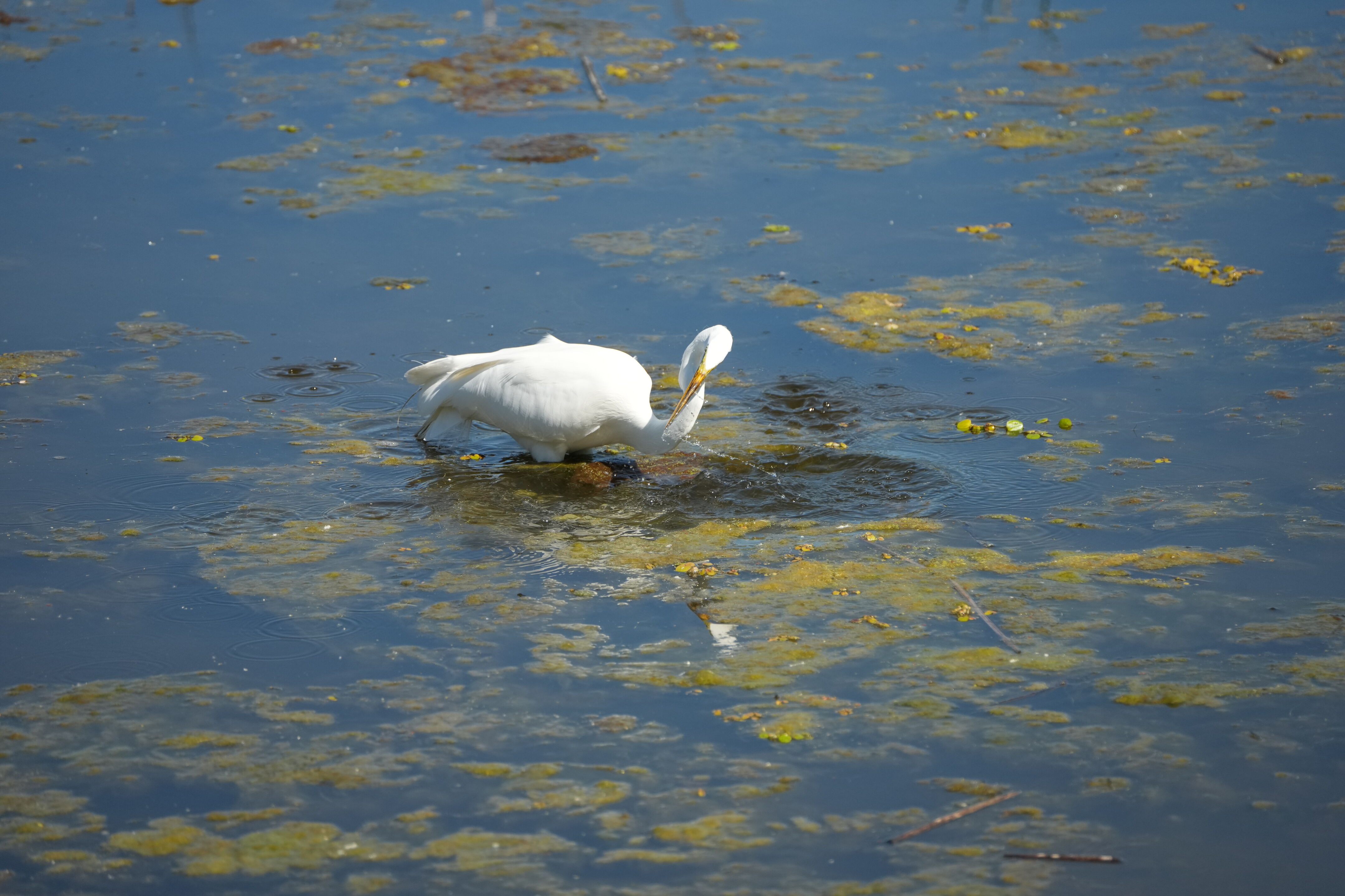Contra Costa Canal Regional Trail