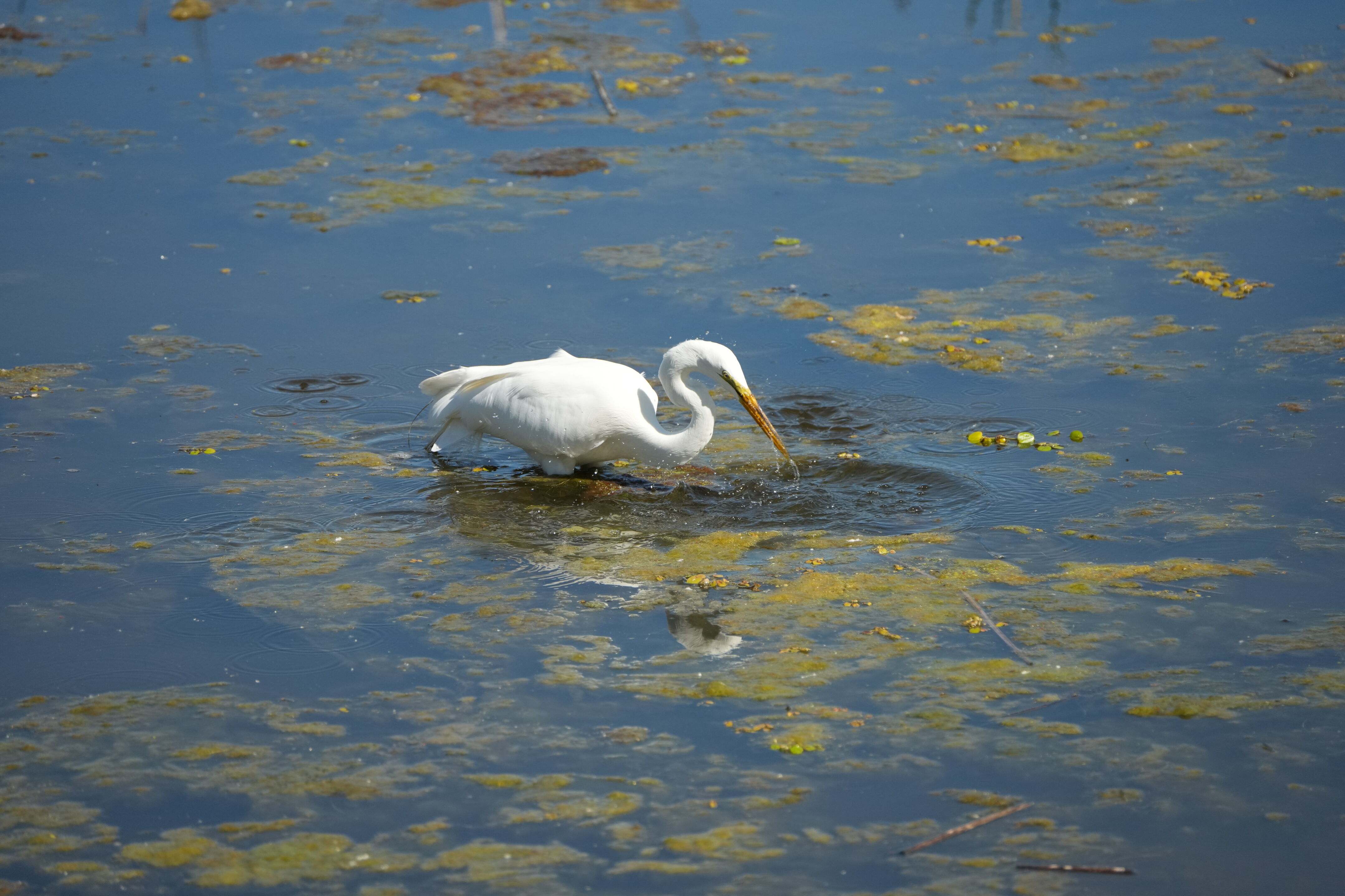 Contra Costa Canal Regional Trail