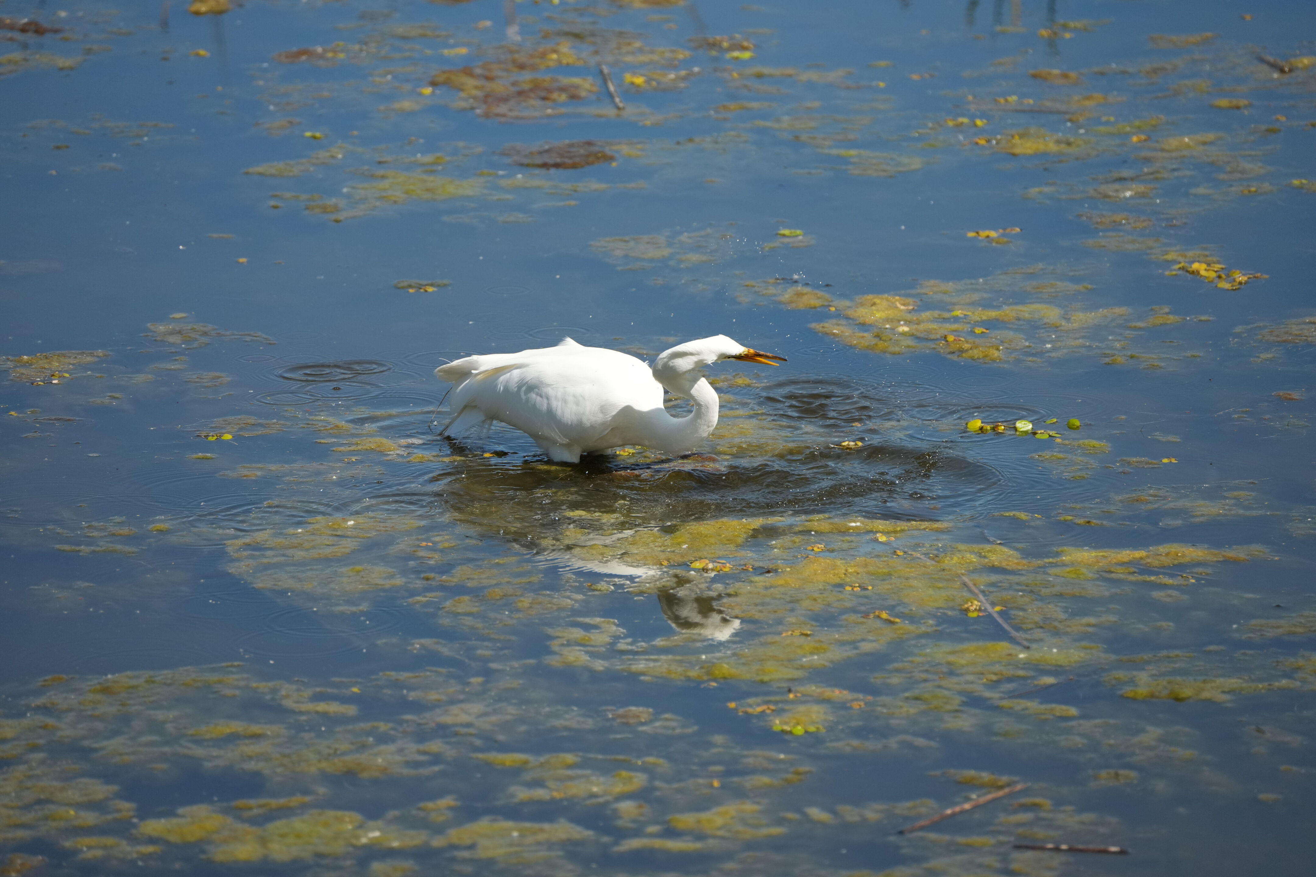 Contra Costa Canal Regional Trail