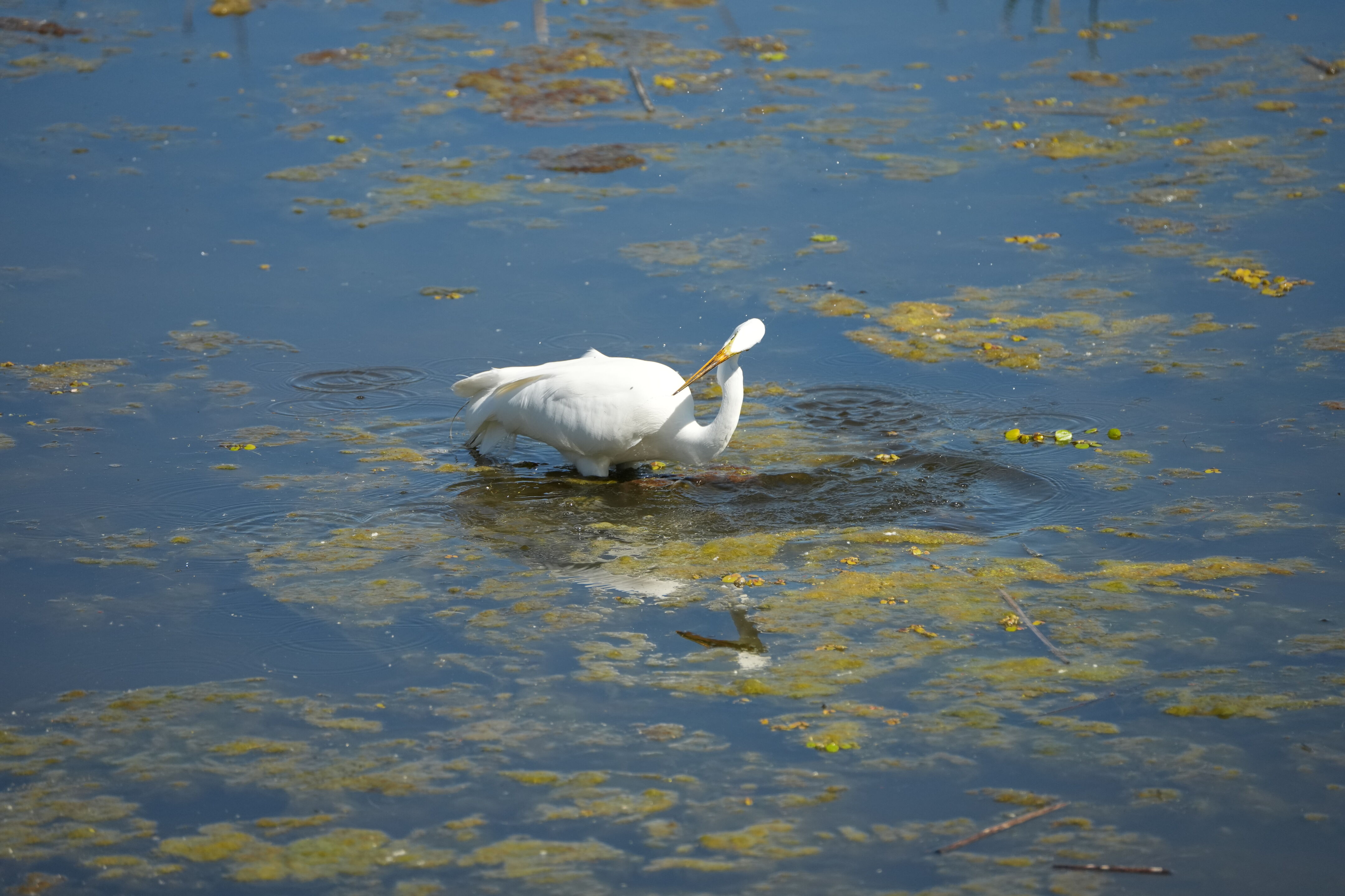 Contra Costa Canal Regional Trail