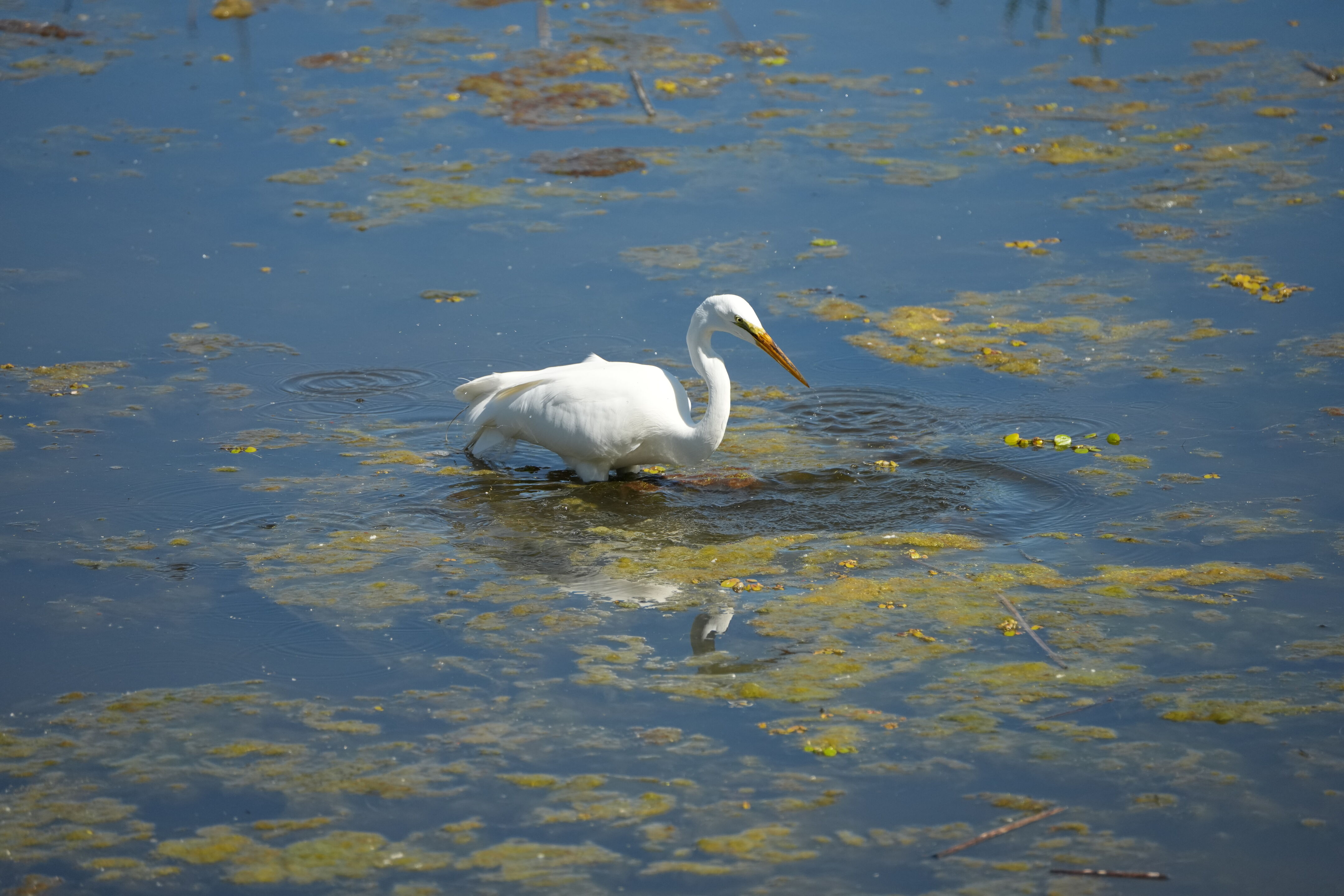 Contra Costa Canal Regional Trail