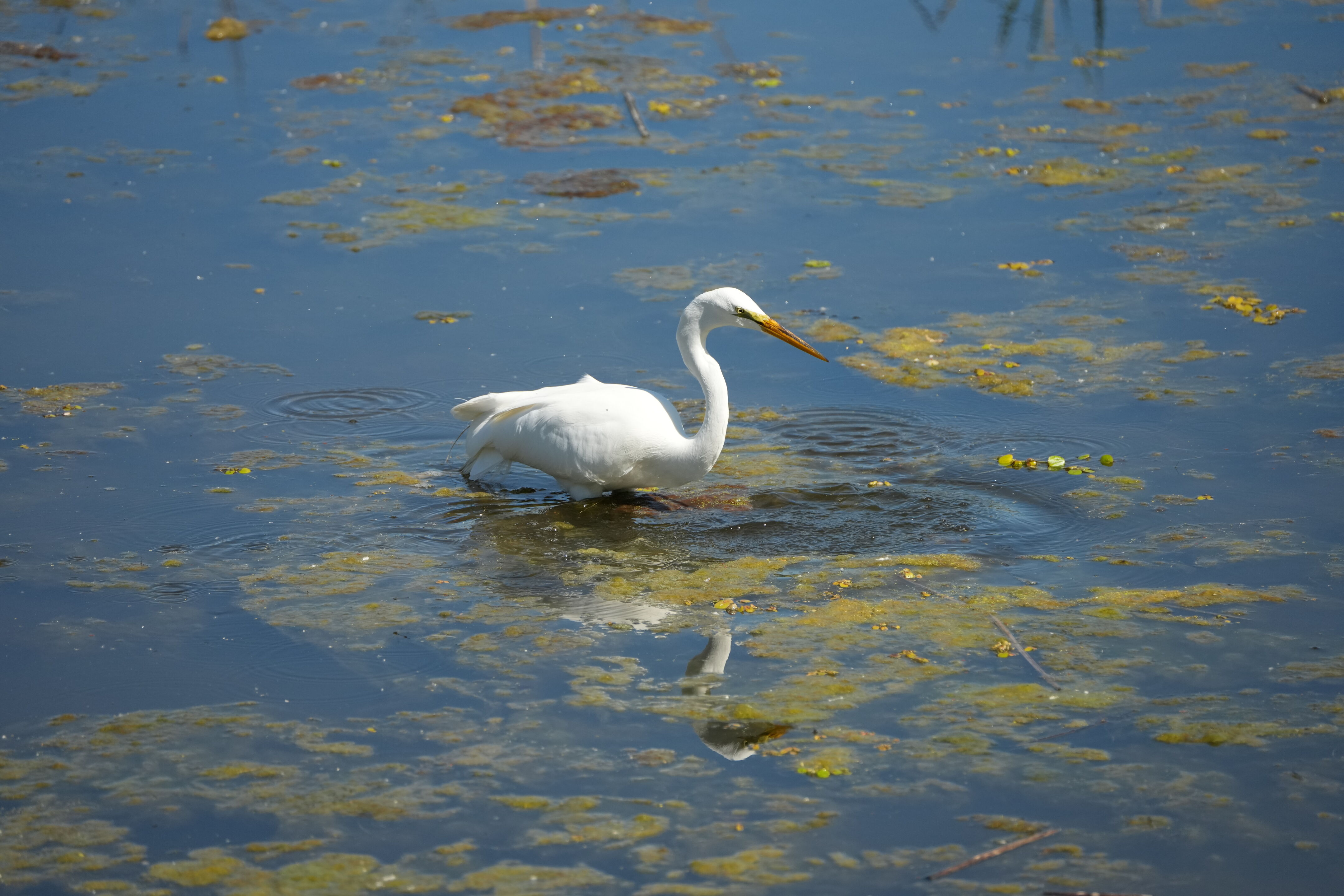 Contra Costa Canal Regional Trail