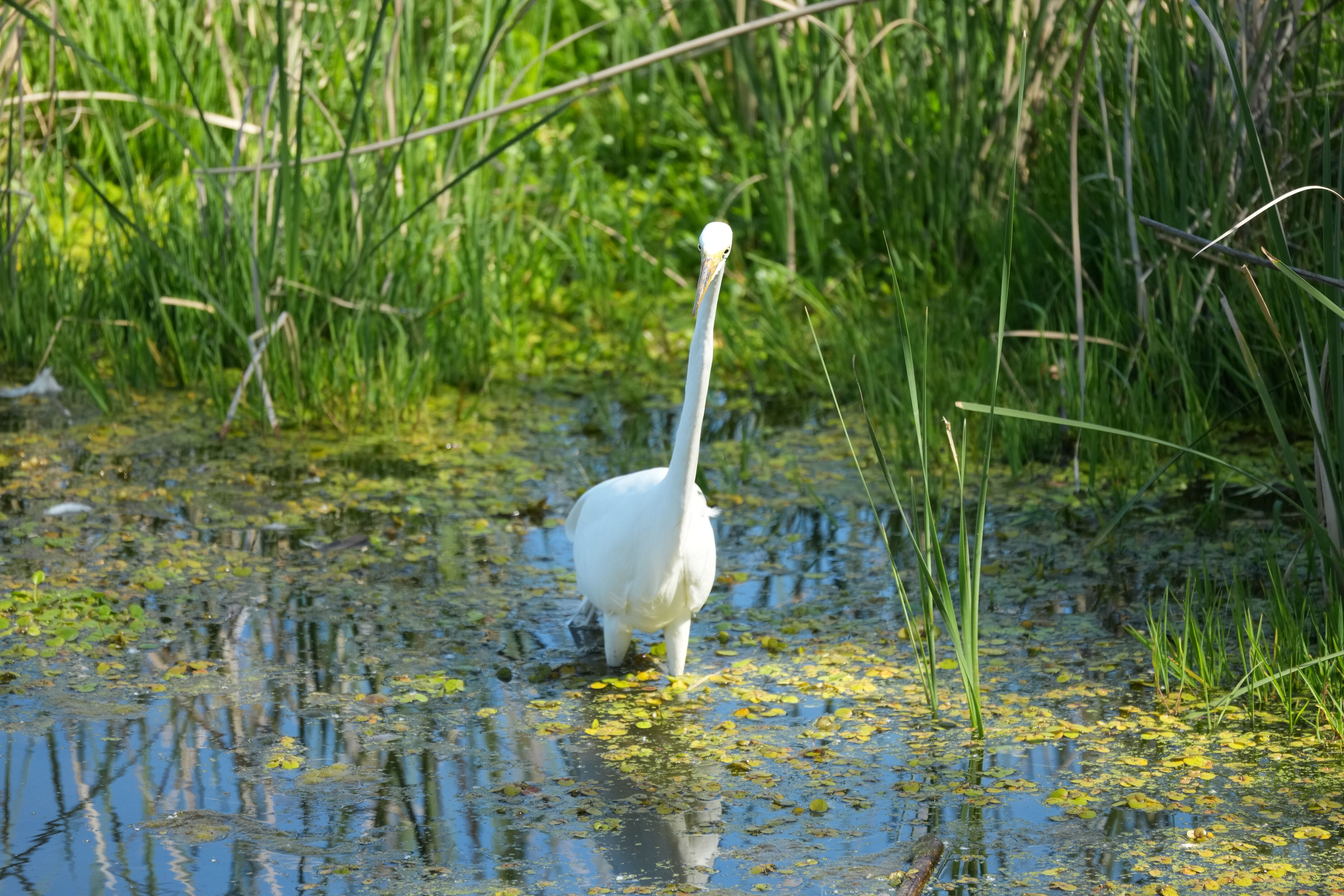 Contra Costa Canal Regional Trail