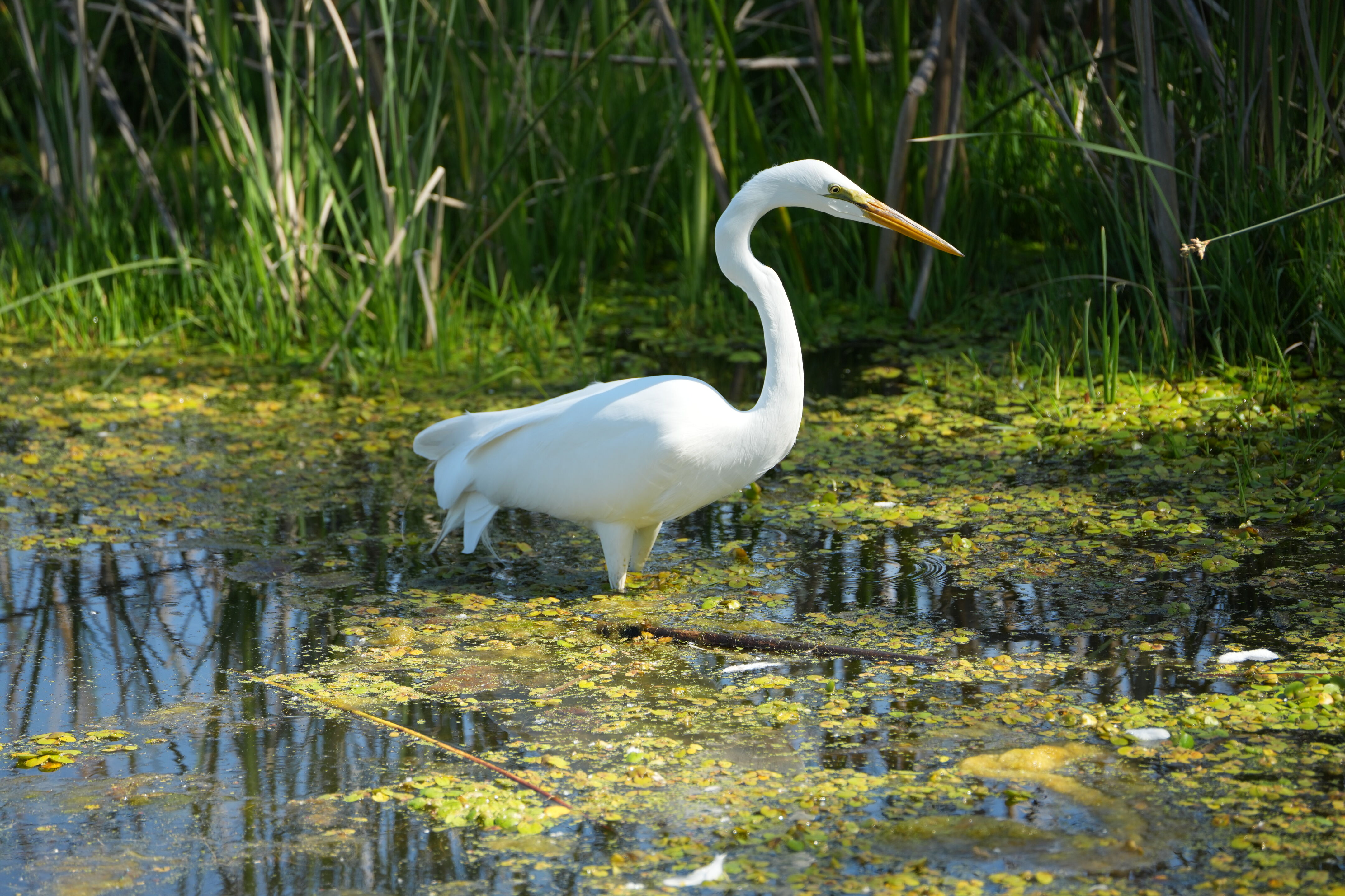 Contra Costa Canal Regional Trail