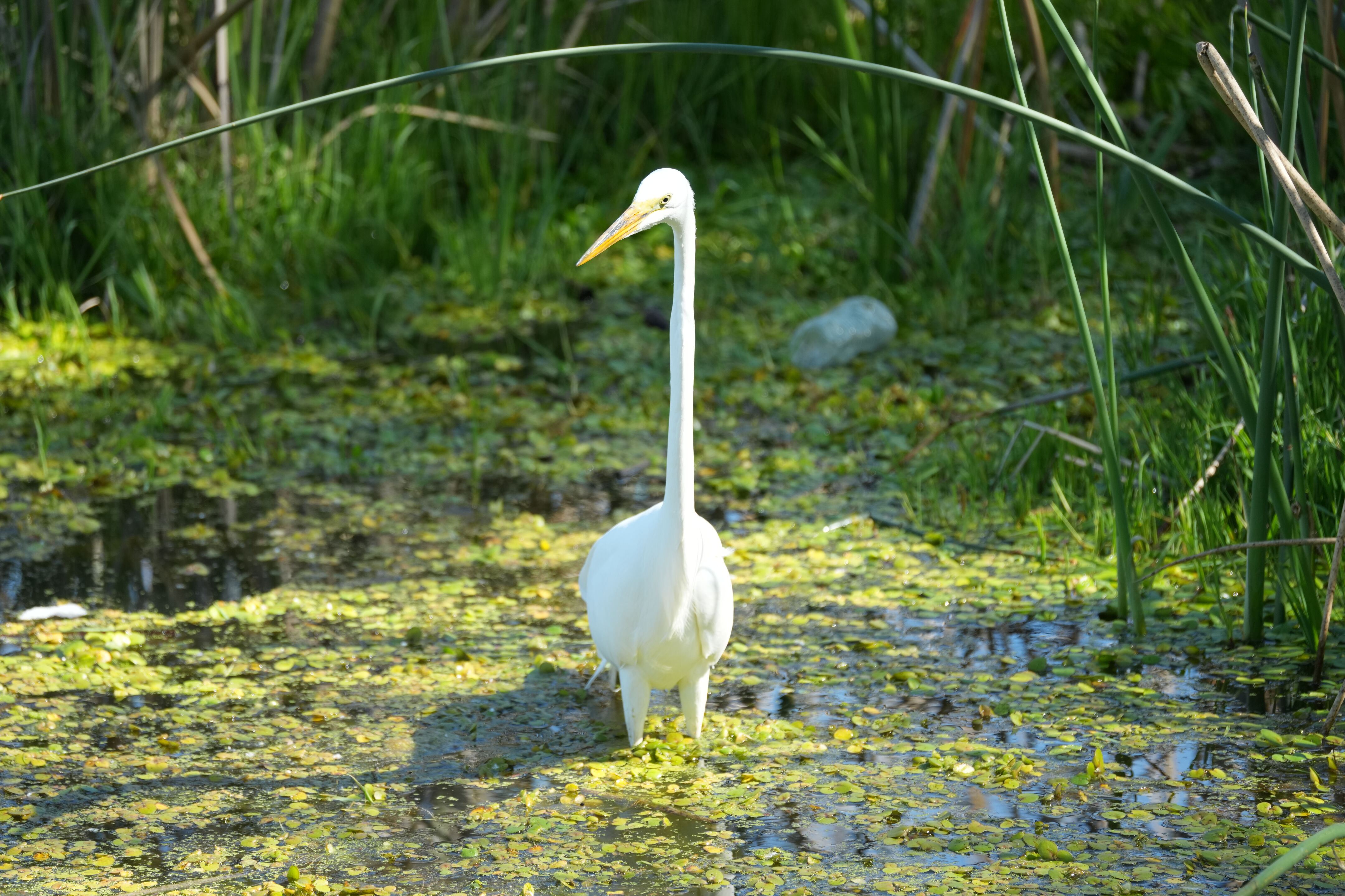 Contra Costa Canal Regional Trail