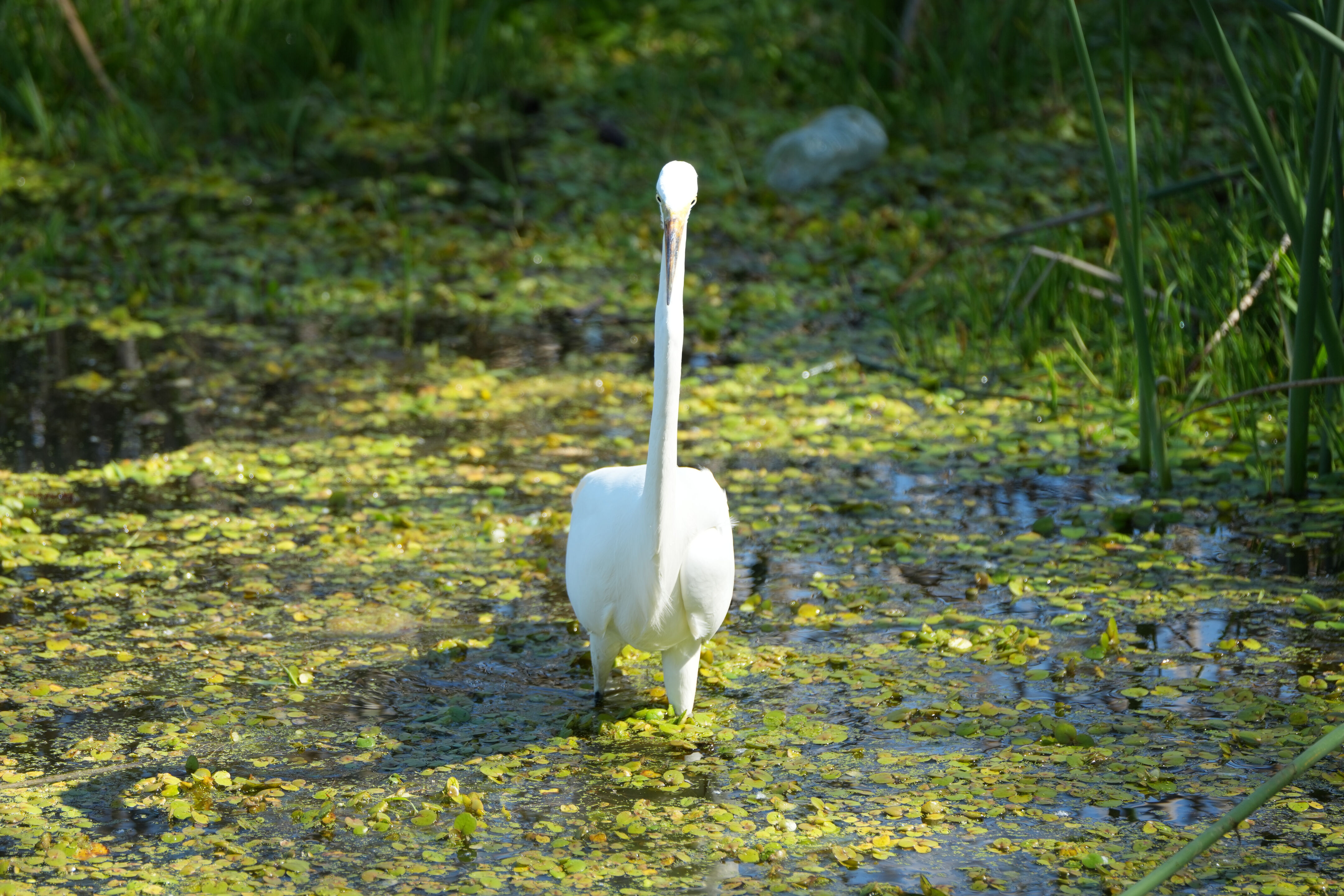 Contra Costa Canal Regional Trail