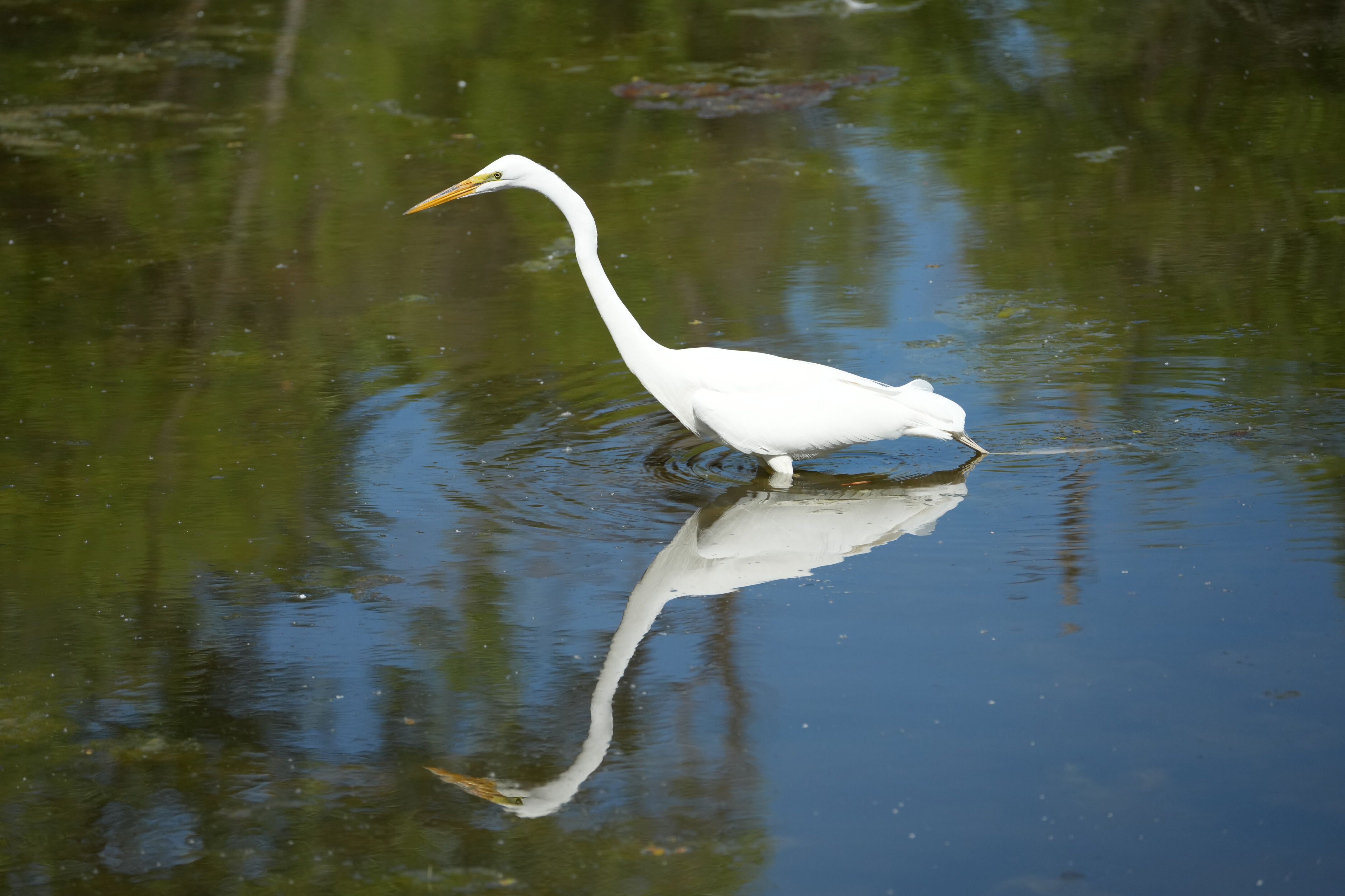 Contra Costa Canal Regional Trail