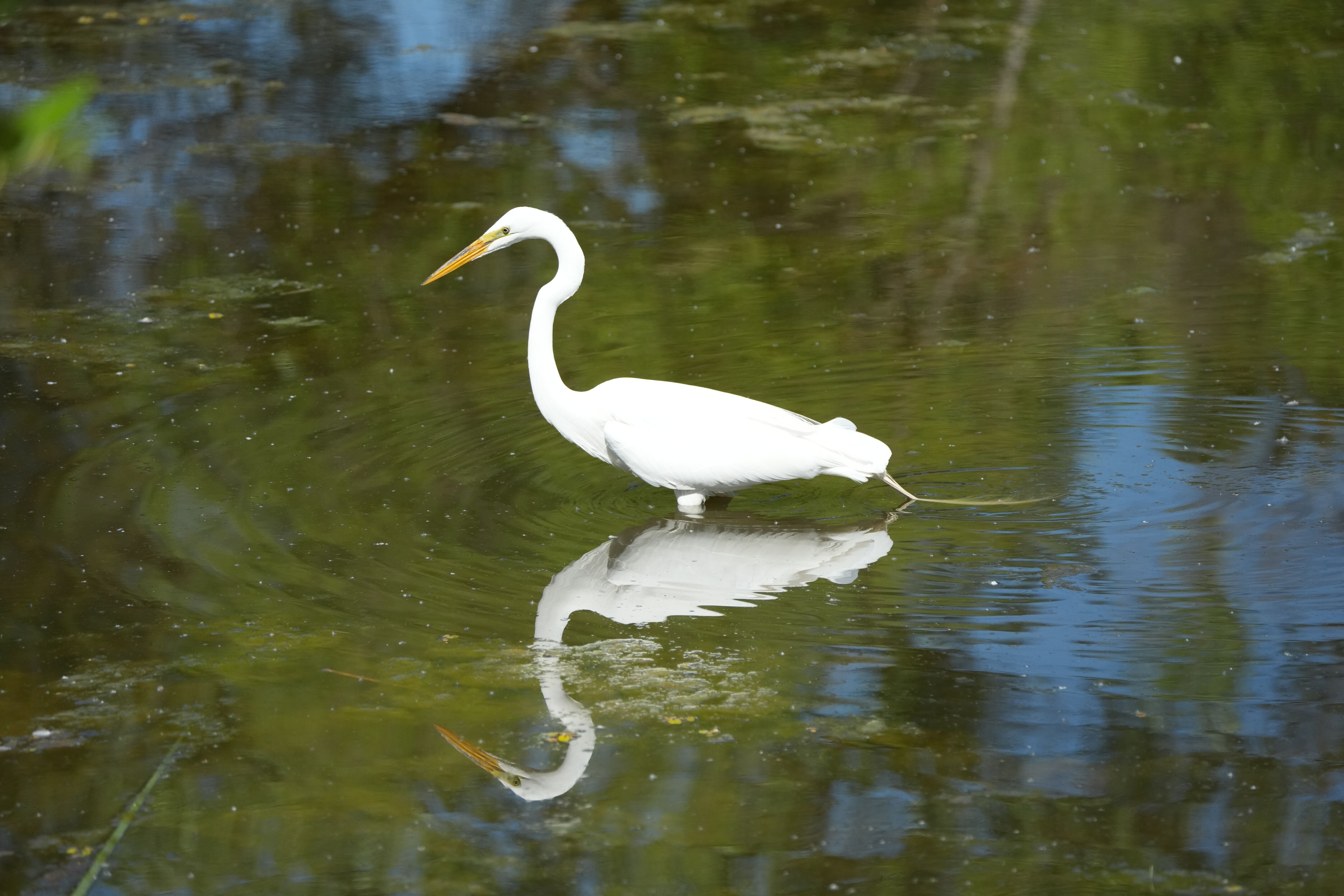 Contra Costa Canal Regional Trail