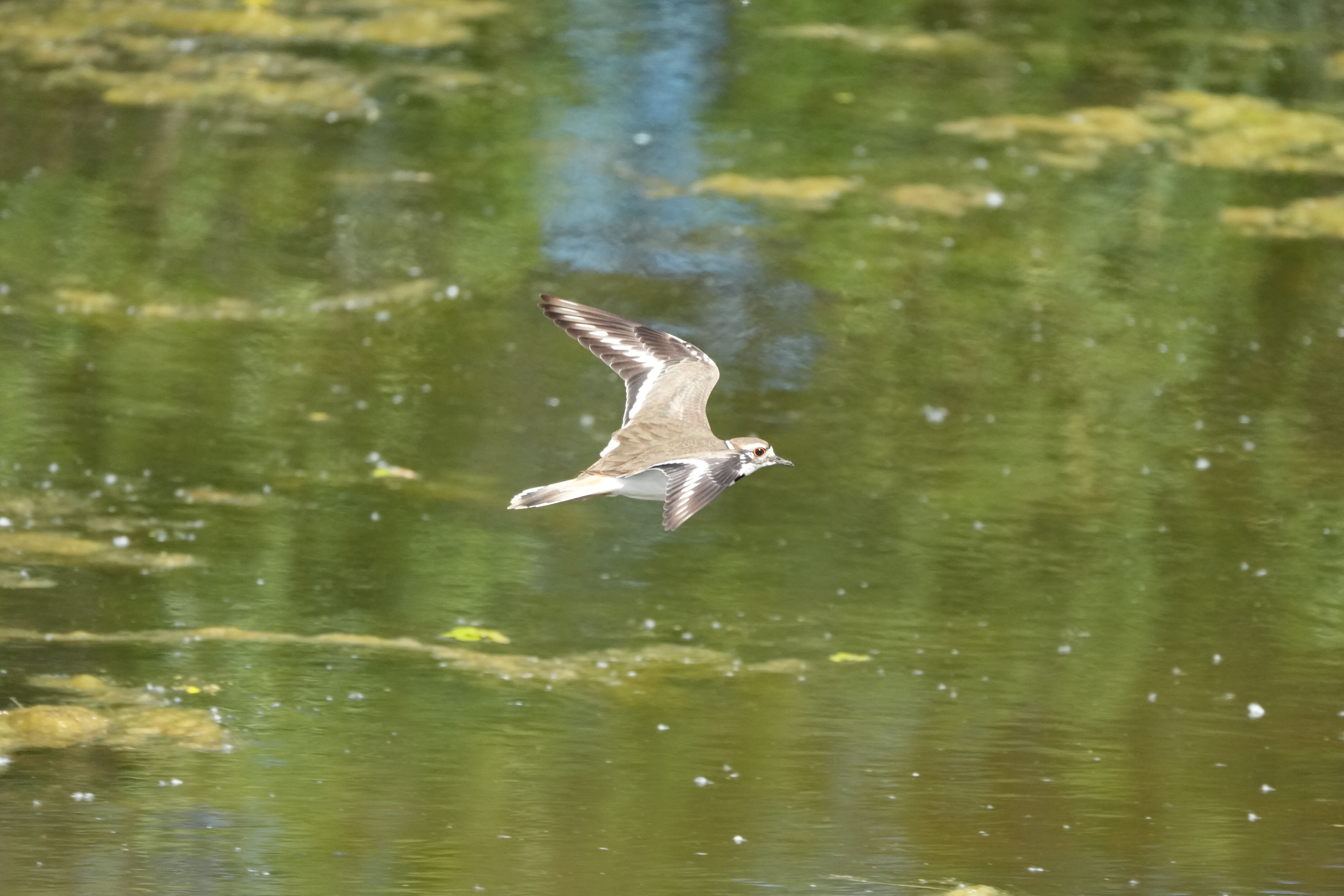Contra Costa Canal Regional Trail