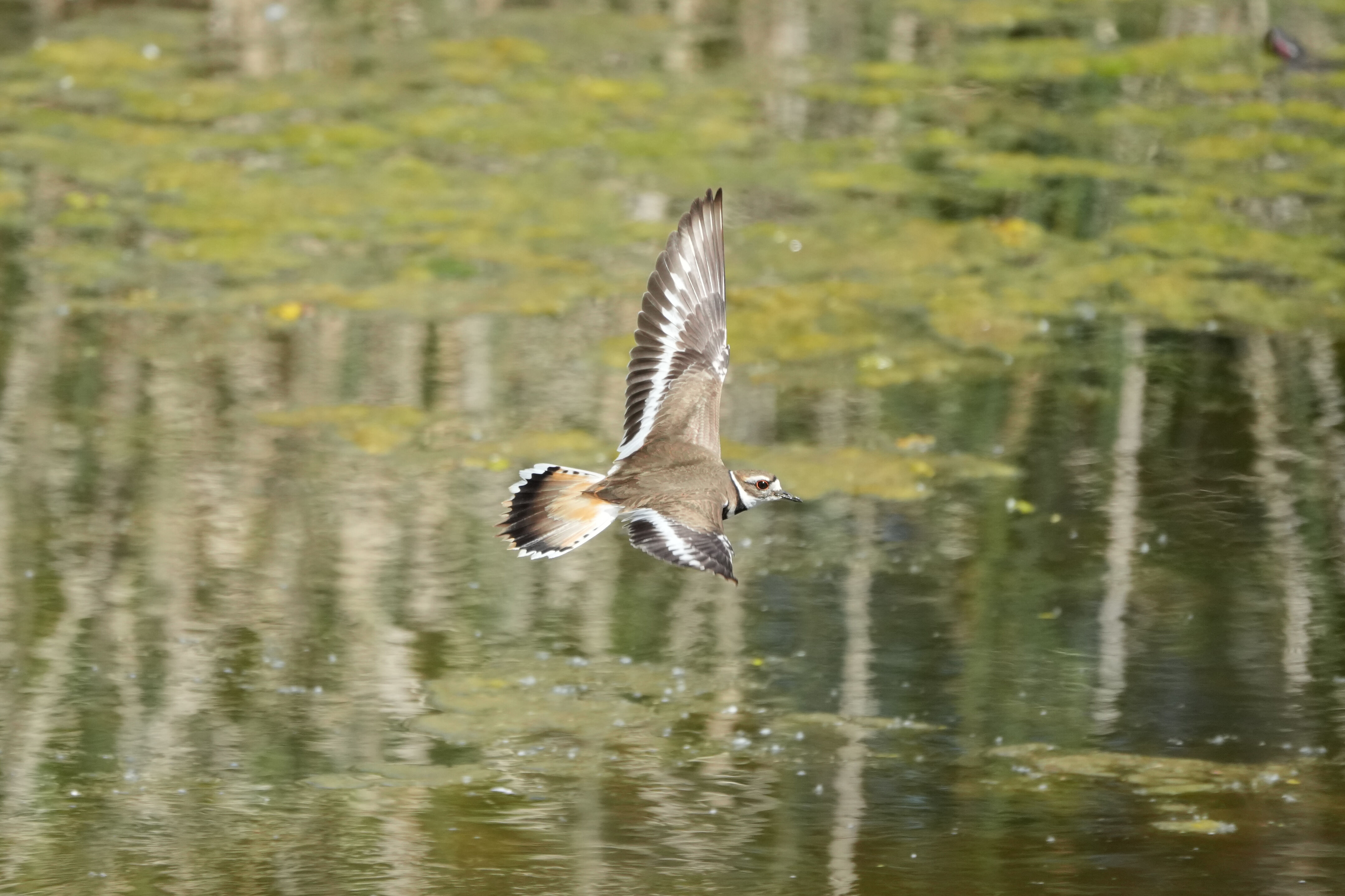 Contra Costa Canal Regional Trail
