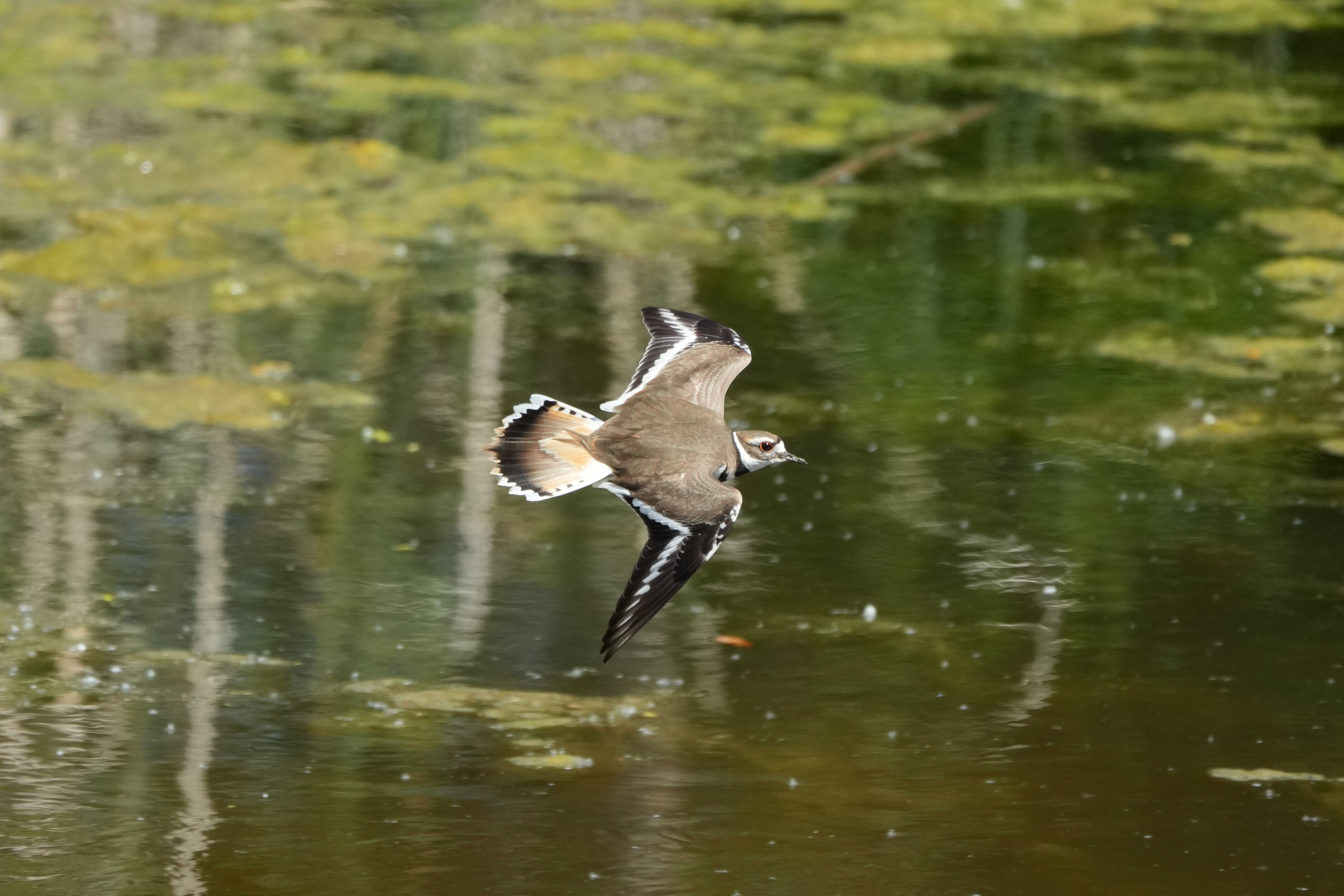 Contra Costa Canal Regional Trail