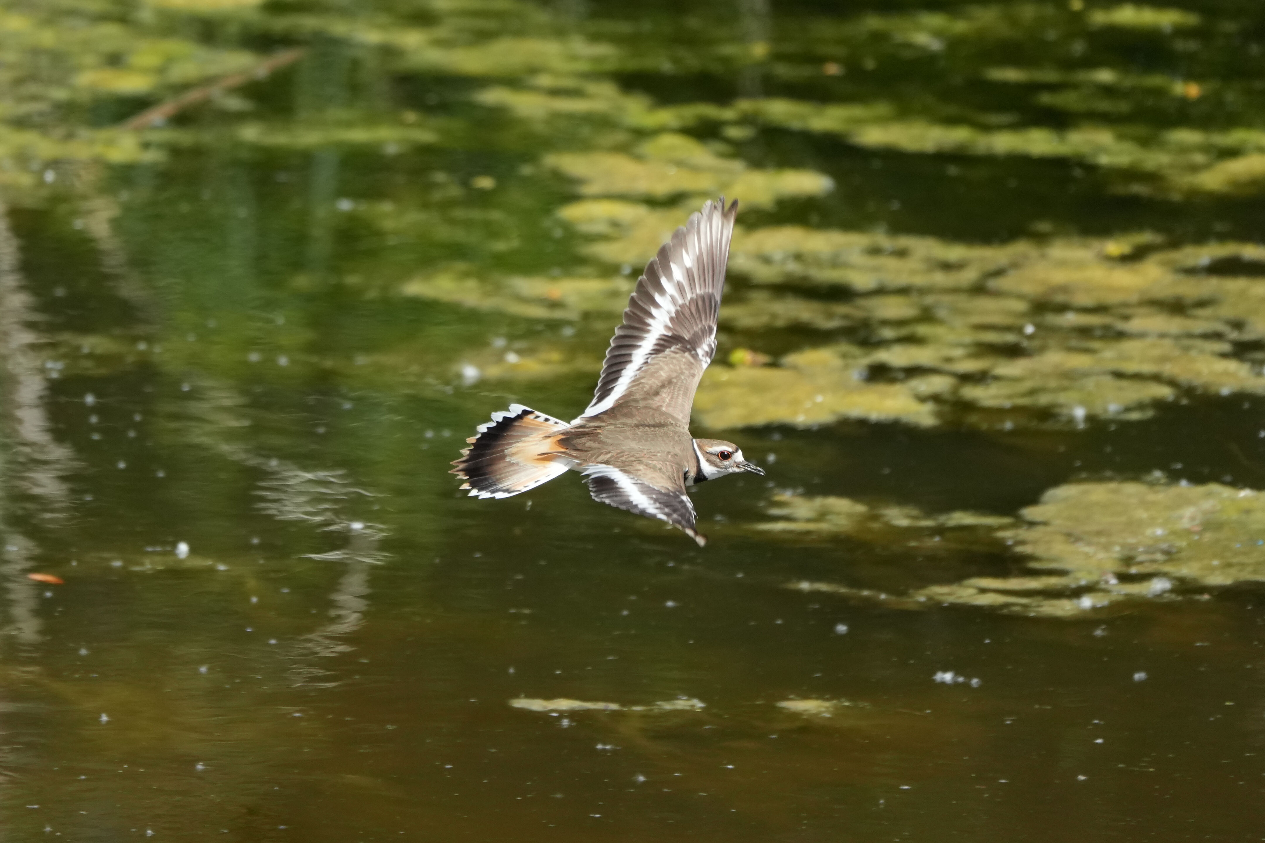 Contra Costa Canal Regional Trail