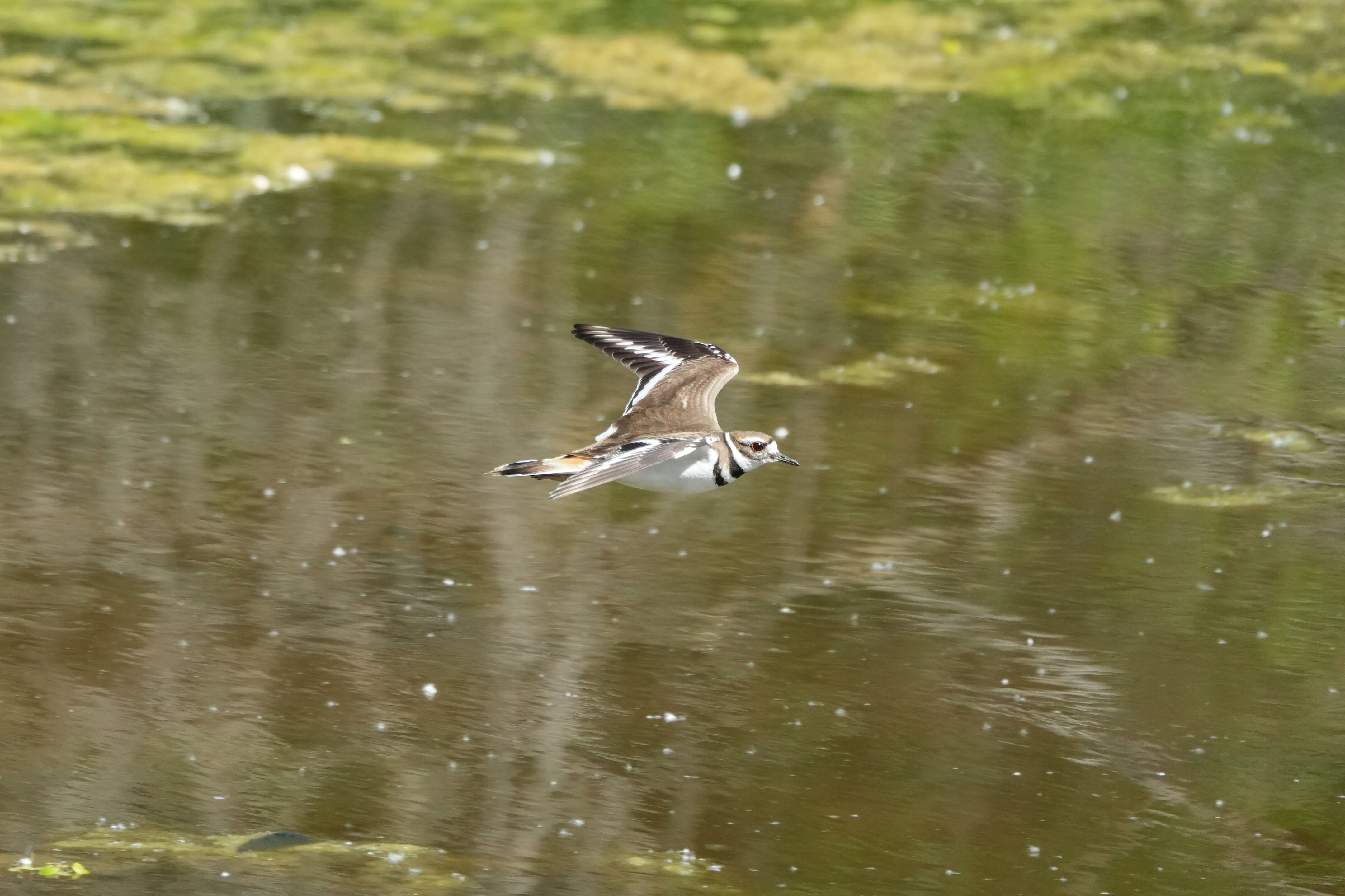 Contra Costa Canal Regional Trail