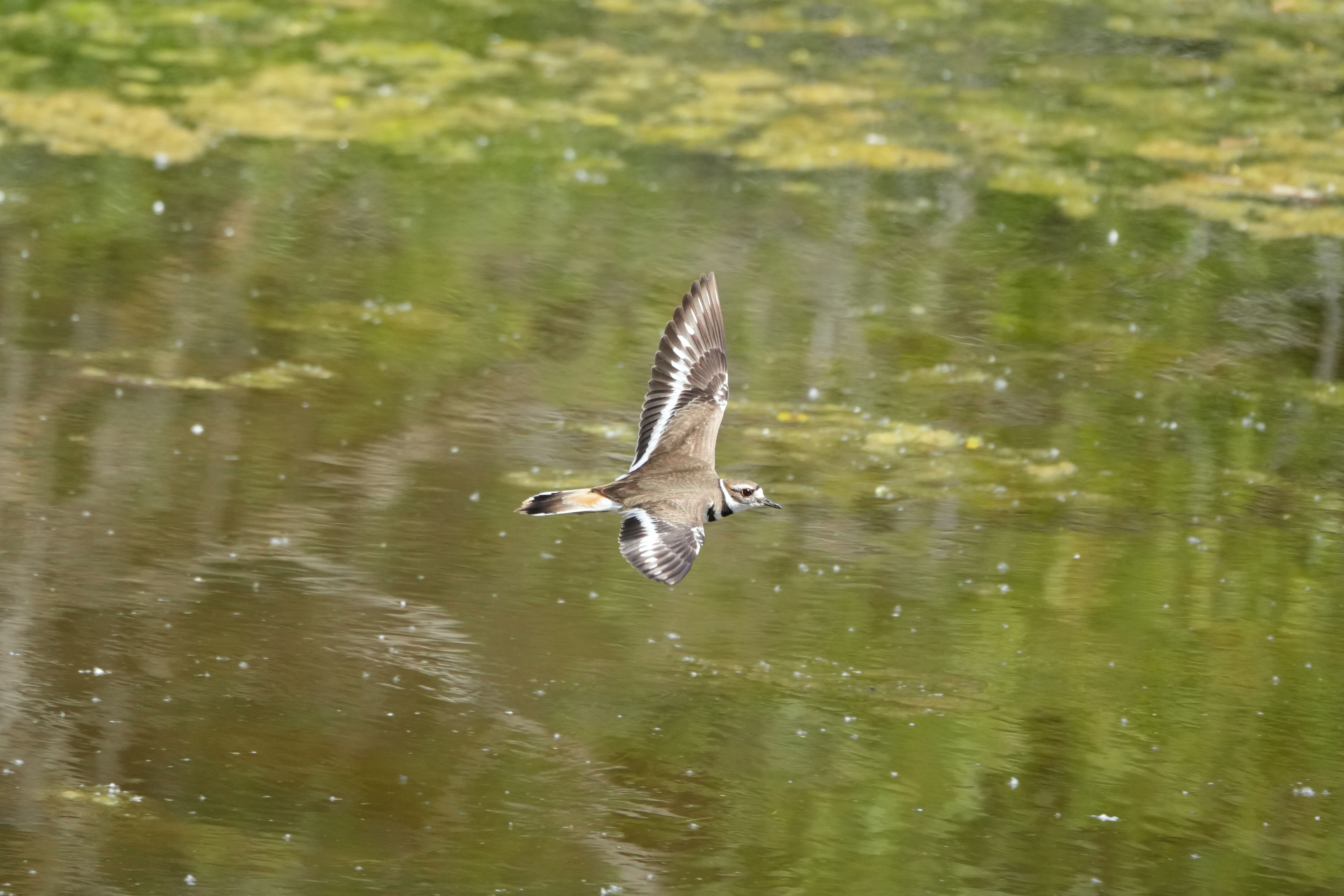 Contra Costa Canal Regional Trail