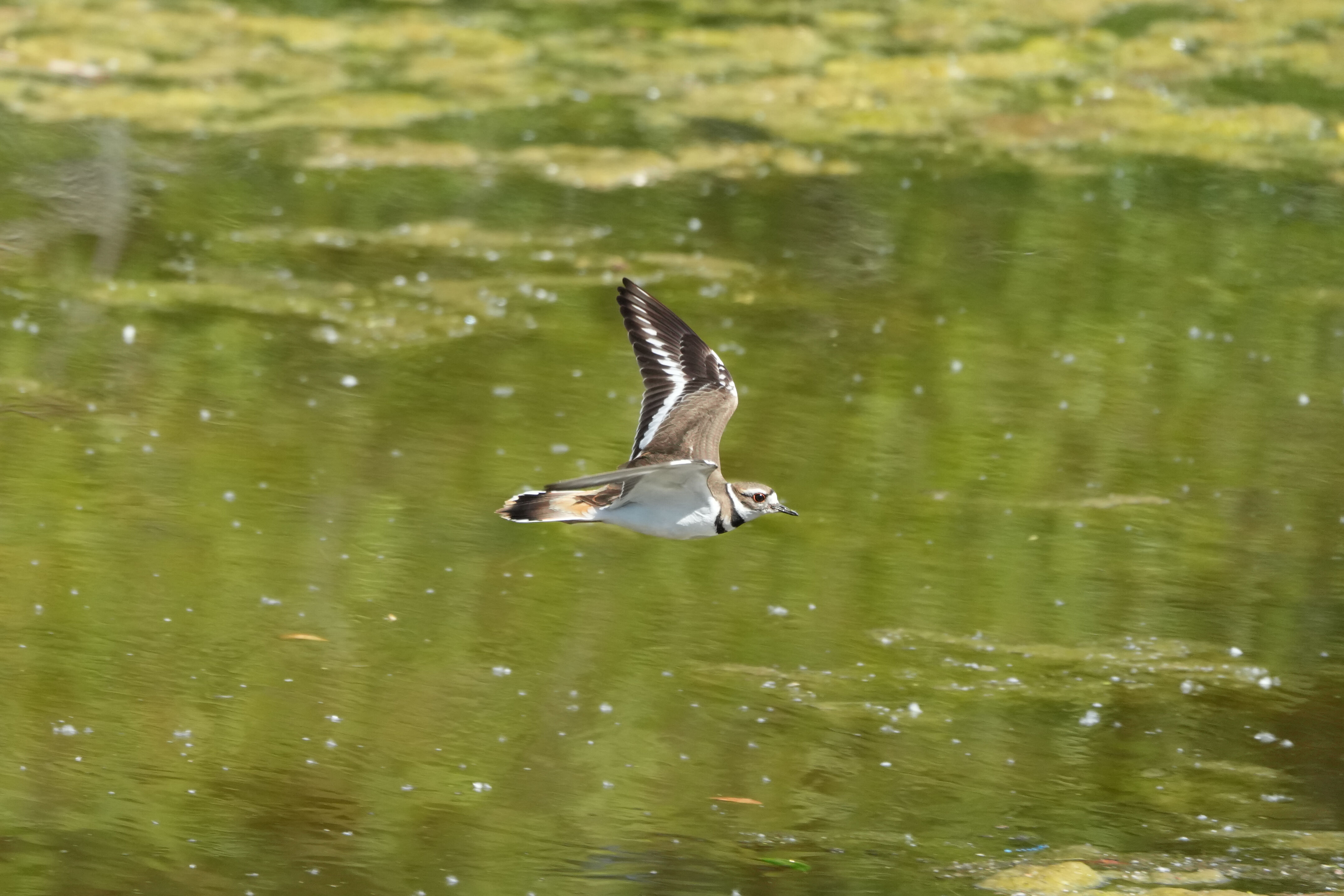 Contra Costa Canal Regional Trail
