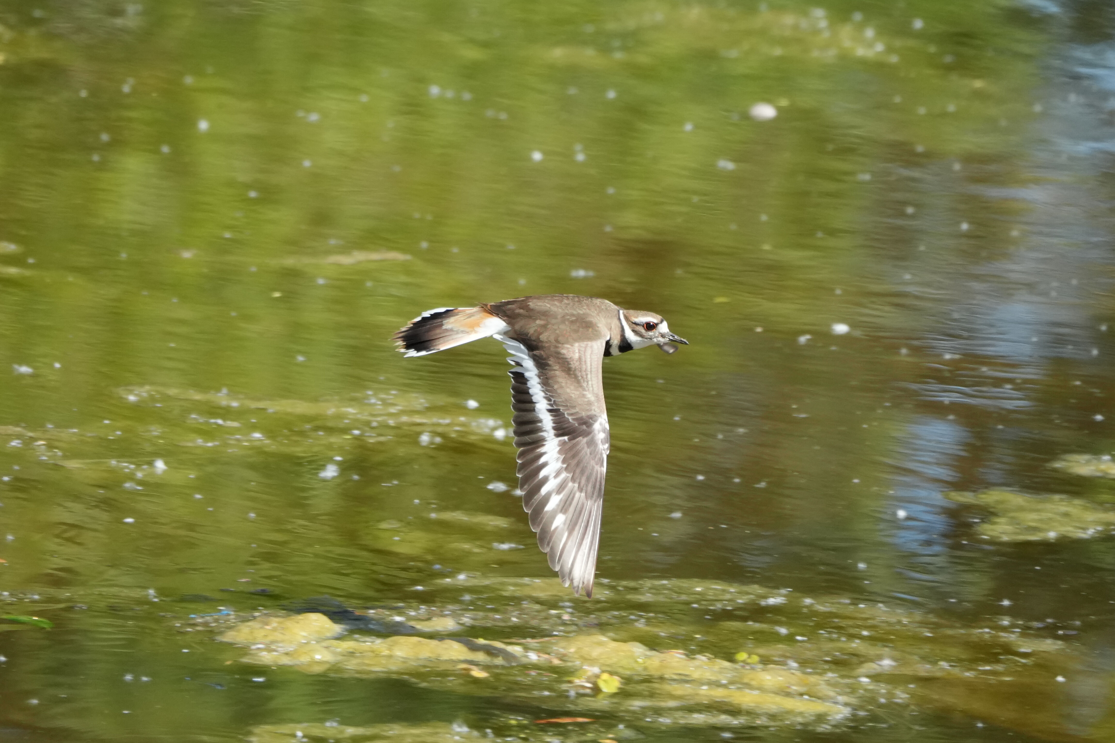 Contra Costa Canal Regional Trail