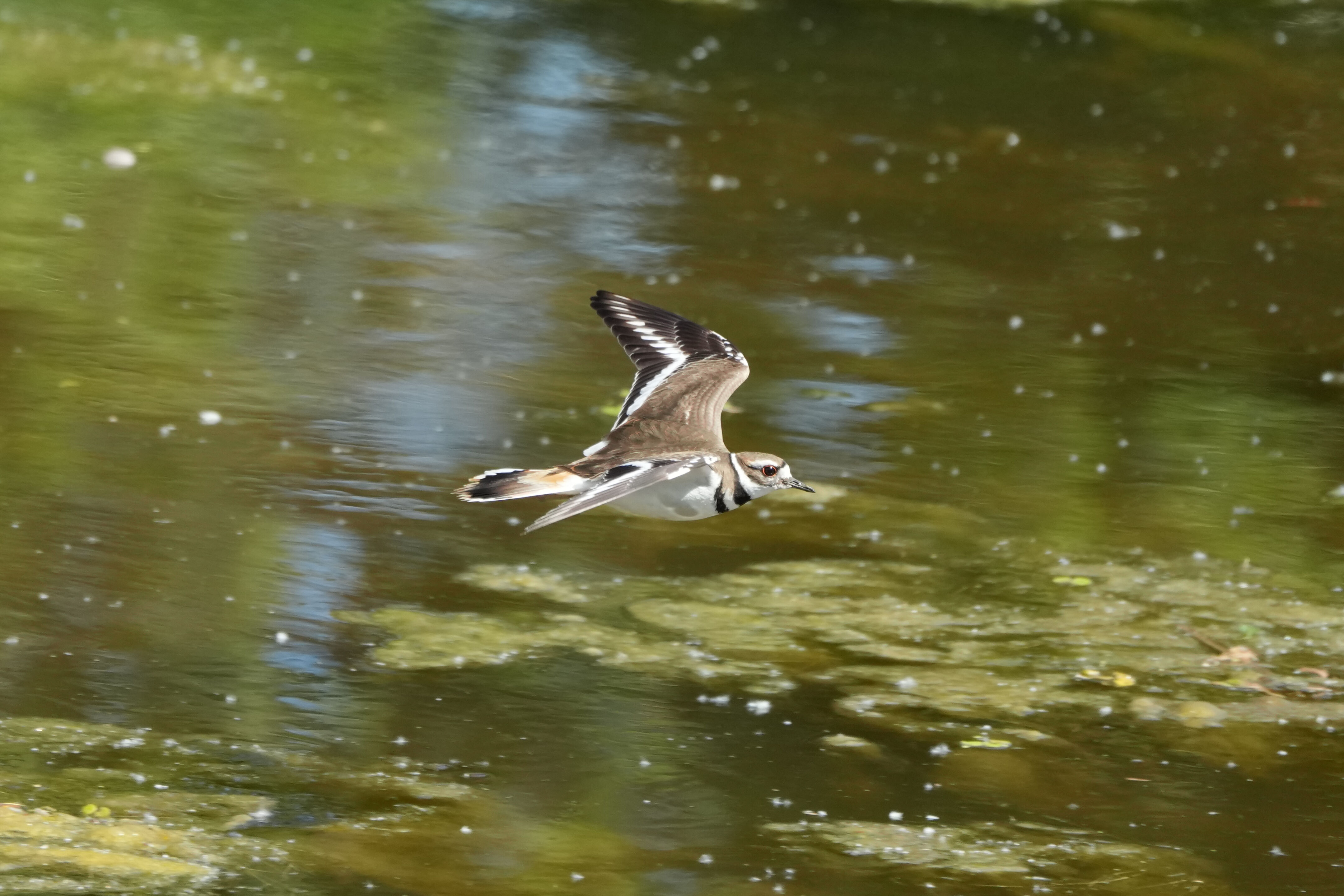 Contra Costa Canal Regional Trail