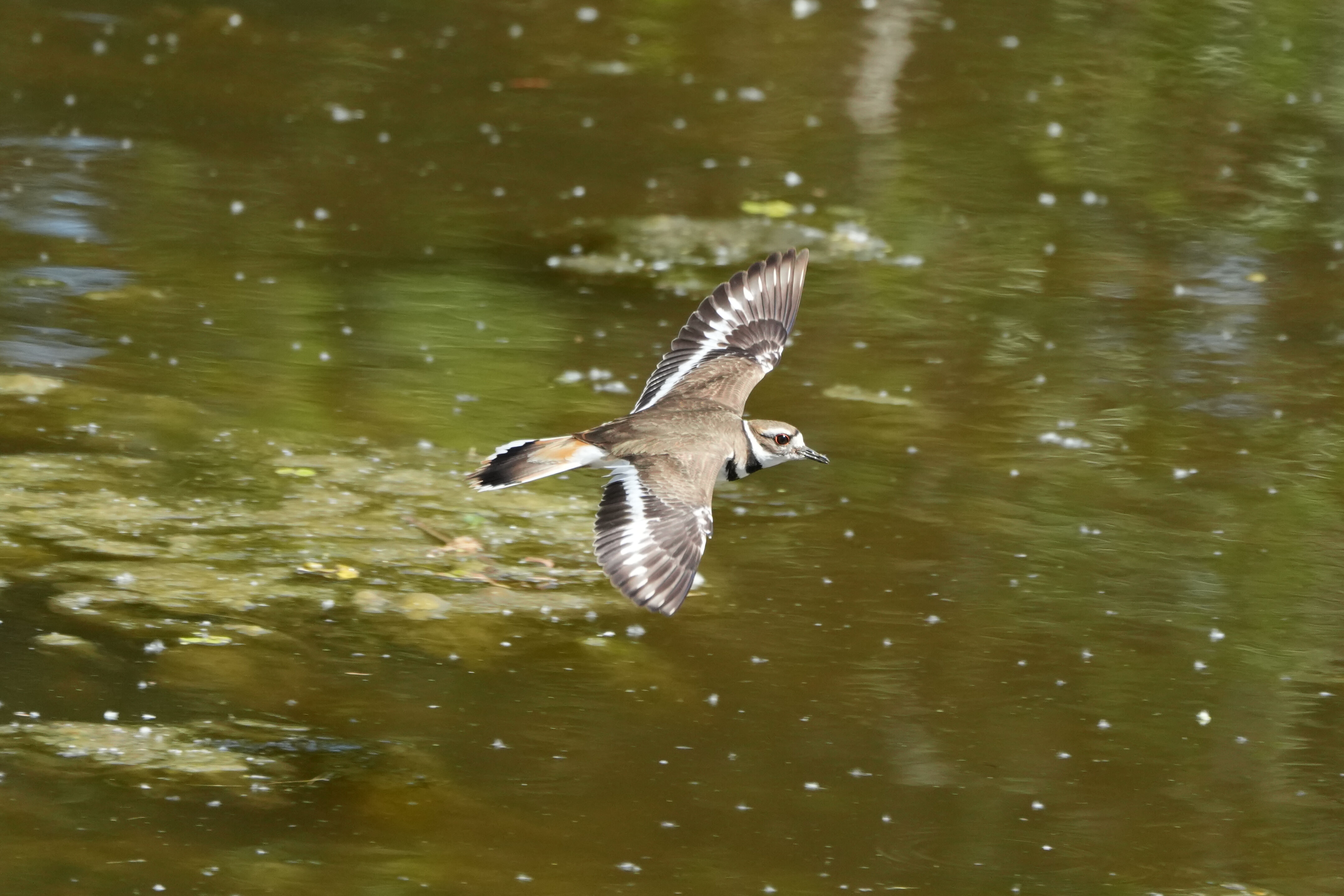 Contra Costa Canal Regional Trail