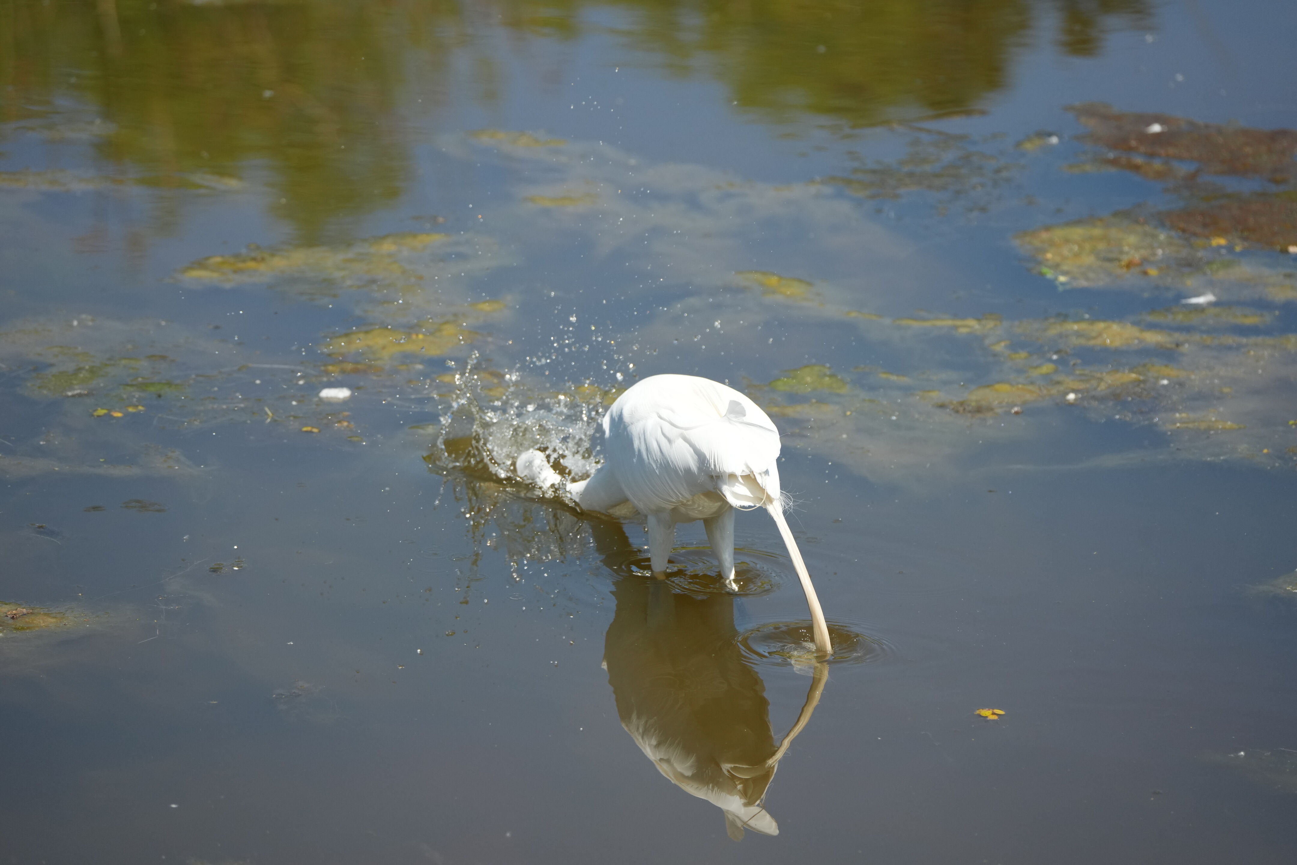 Contra Costa Canal Regional Trail