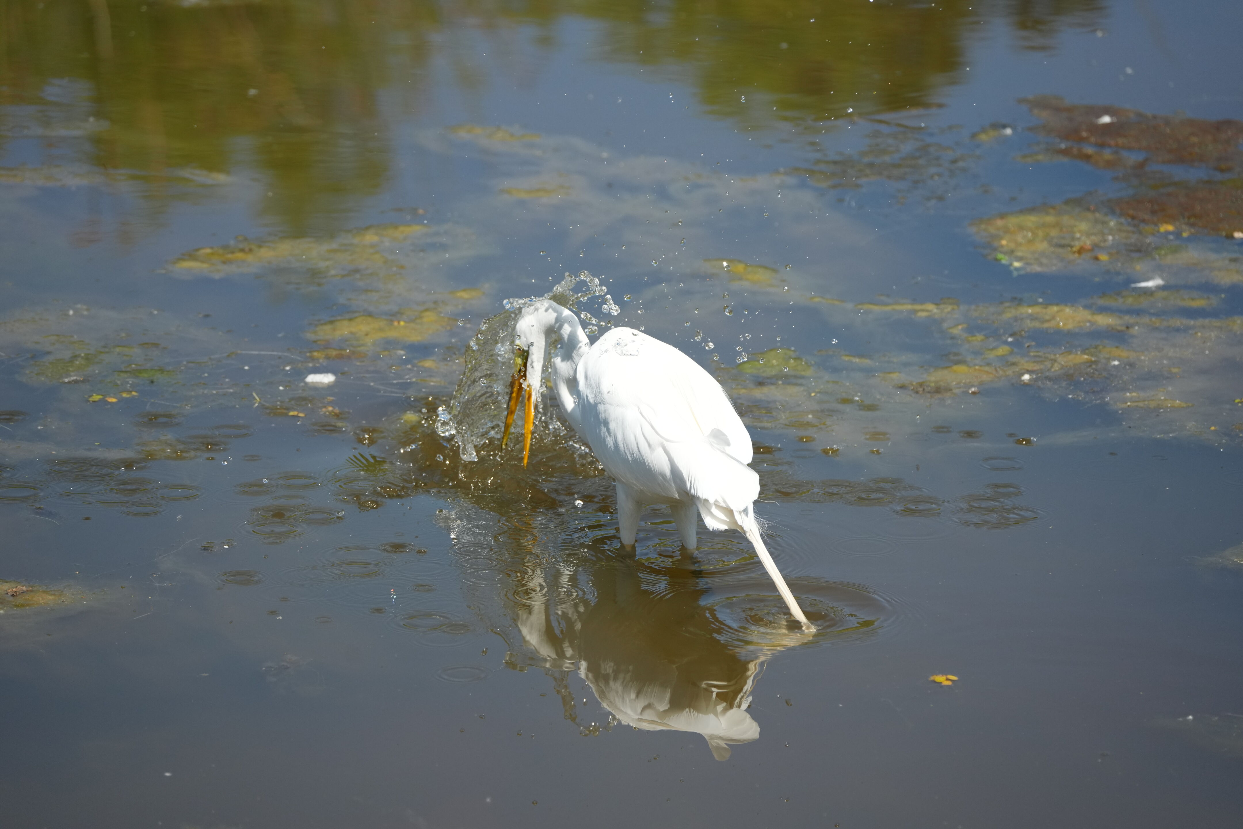 Contra Costa Canal Regional Trail