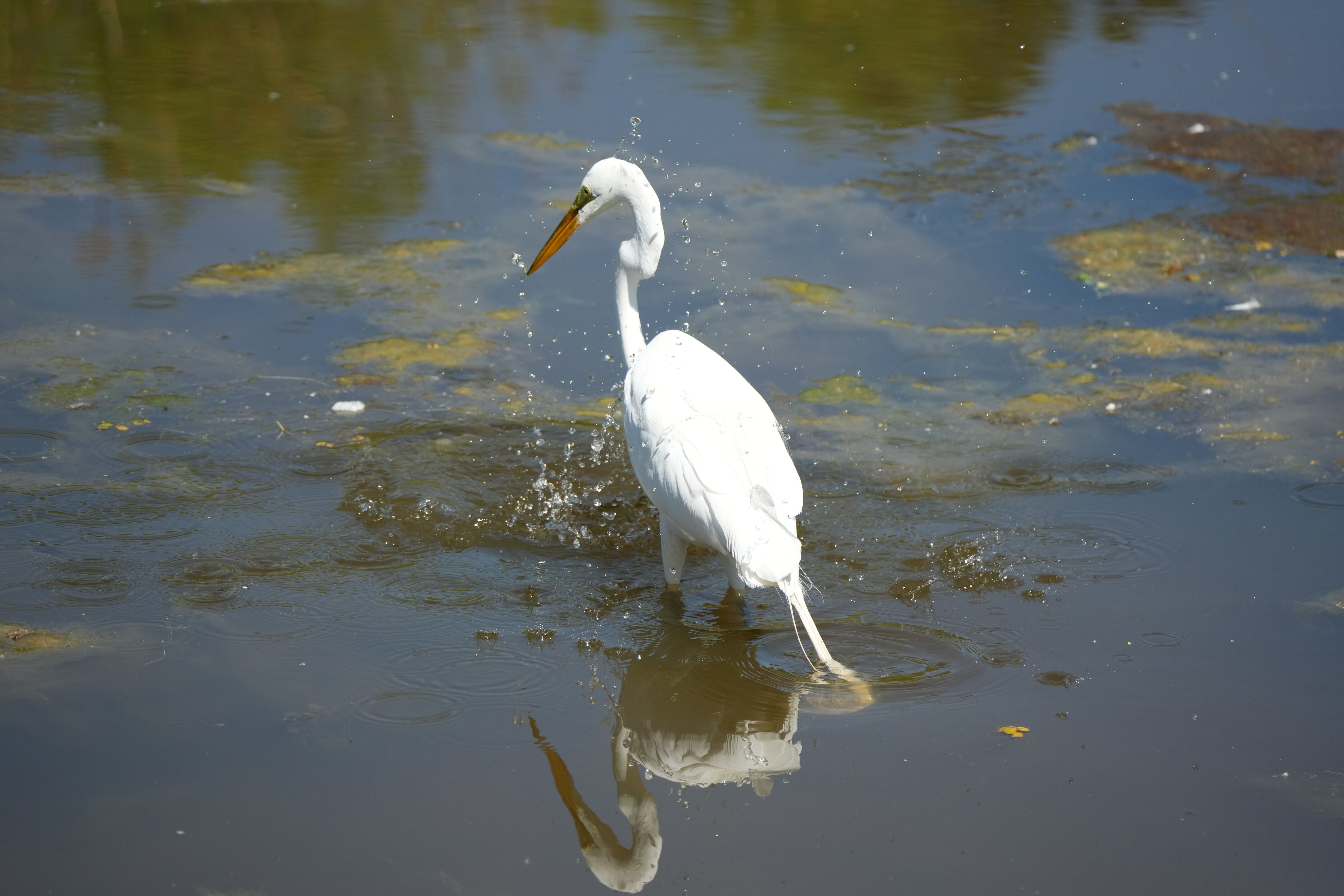 Contra Costa Canal Regional Trail
