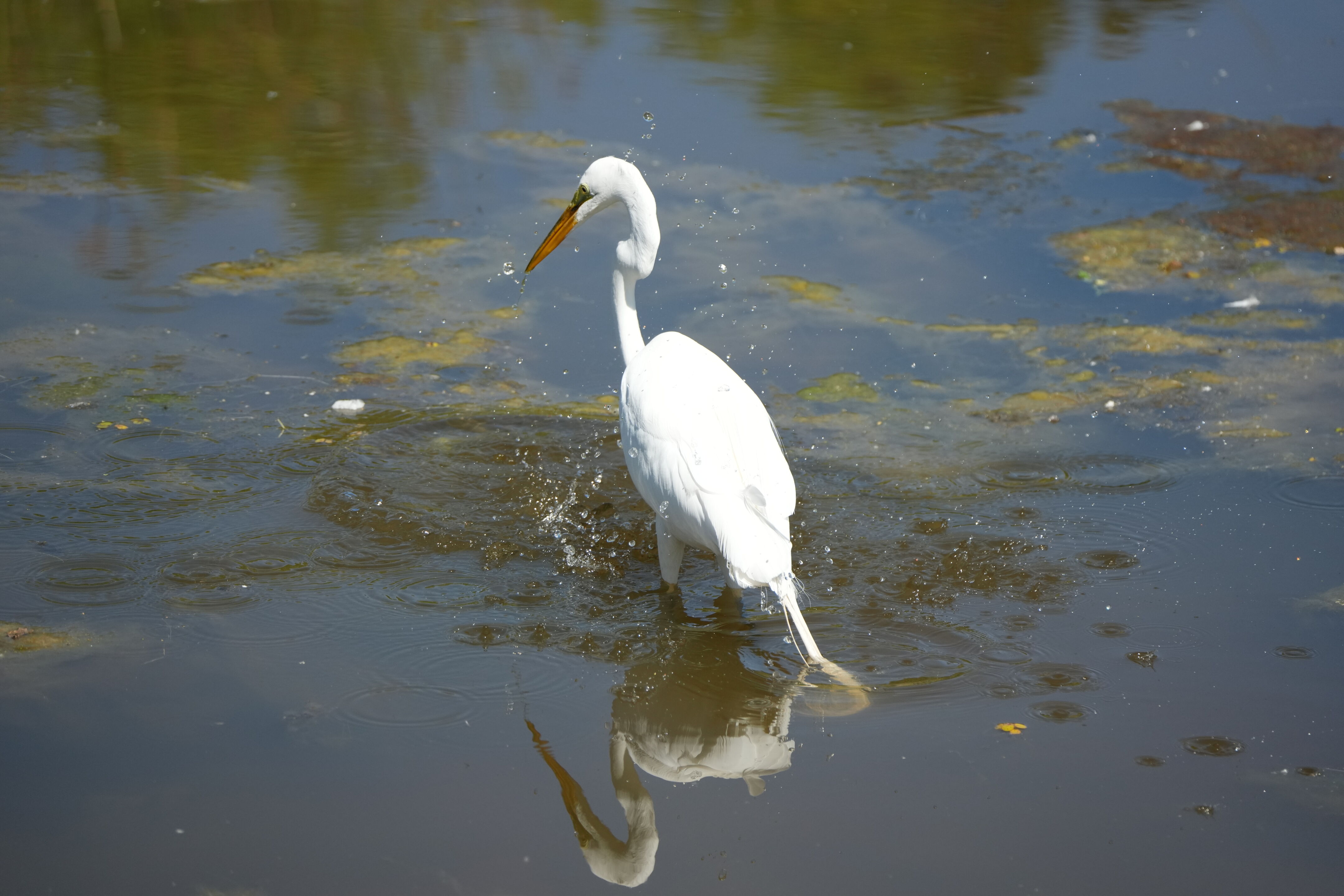 Contra Costa Canal Regional Trail