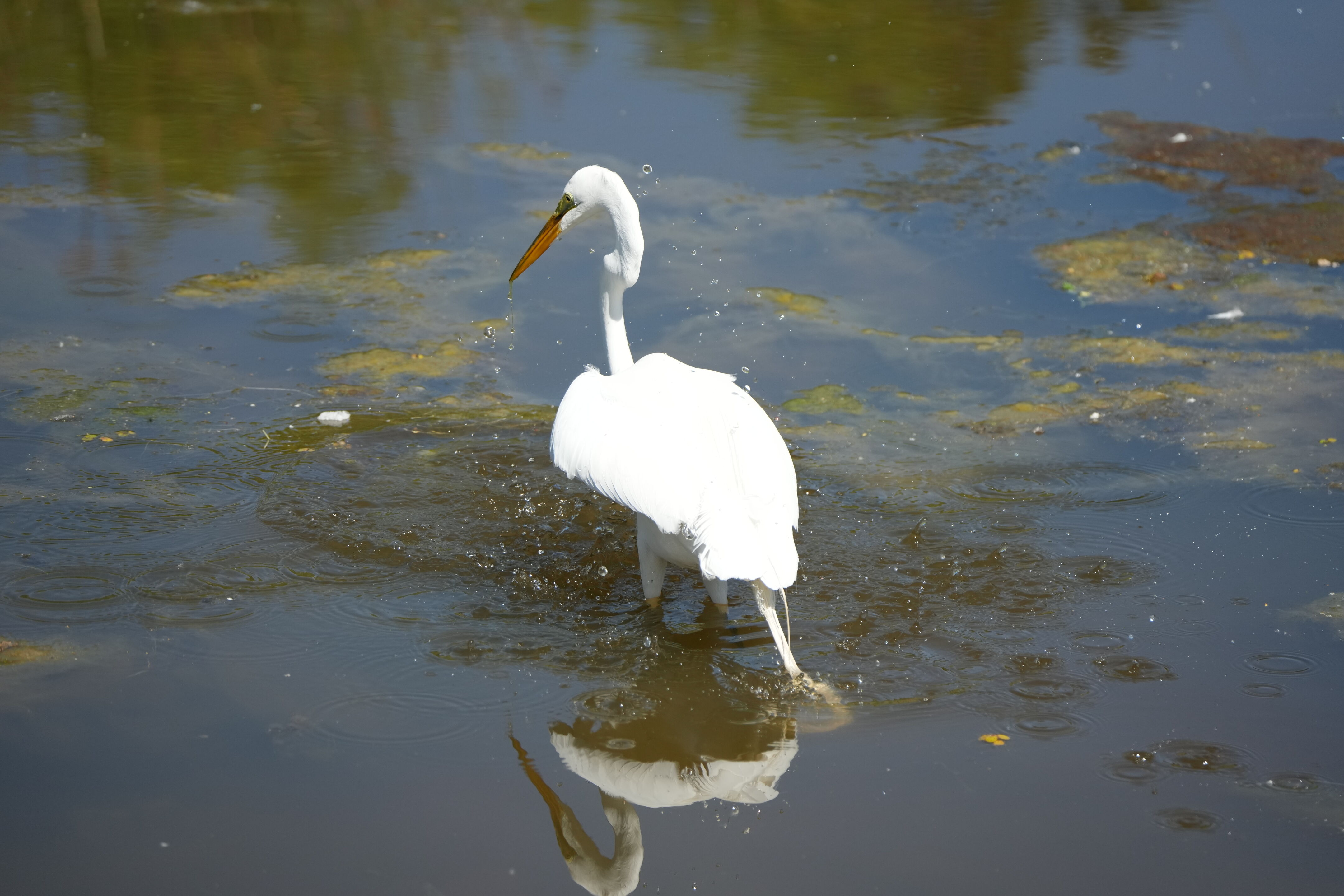 Contra Costa Canal Regional Trail