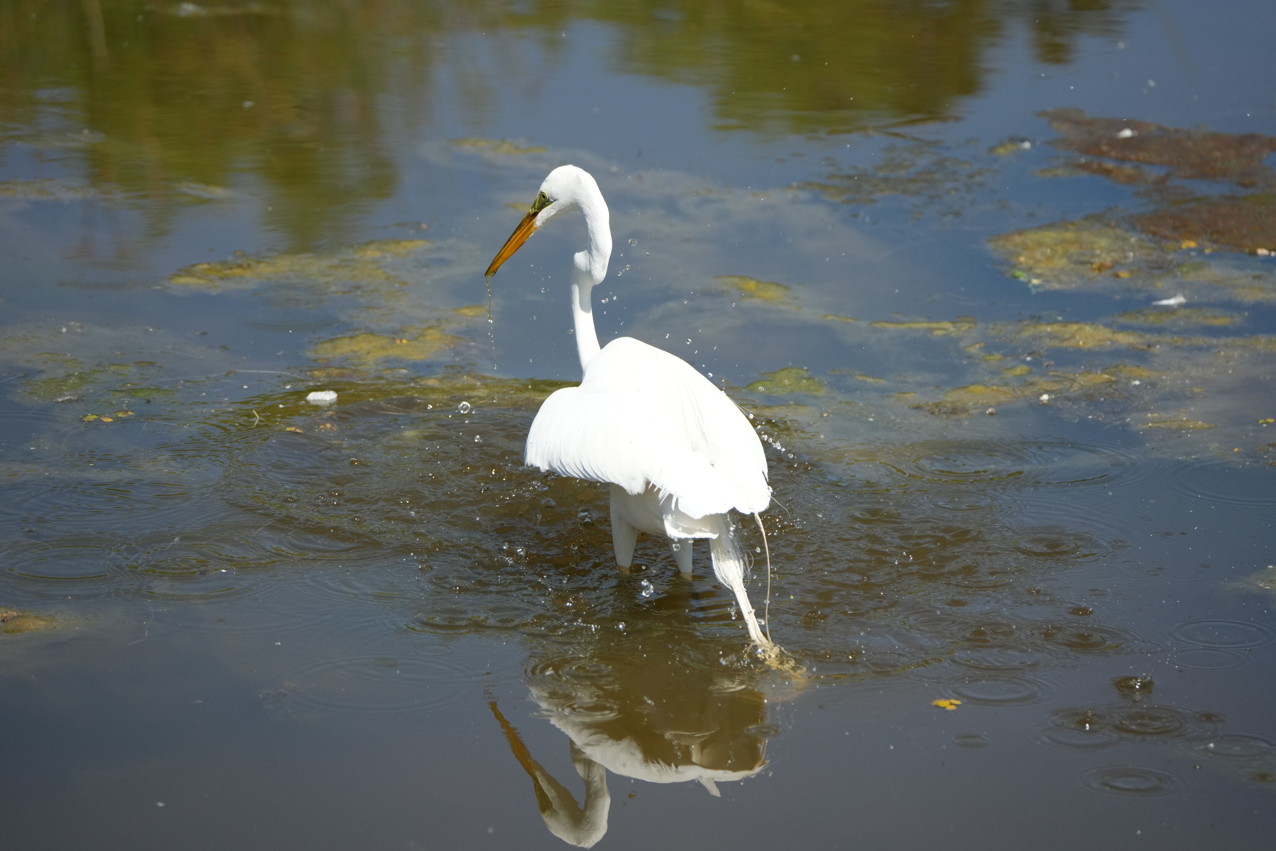 Contra Costa Canal Regional Trail