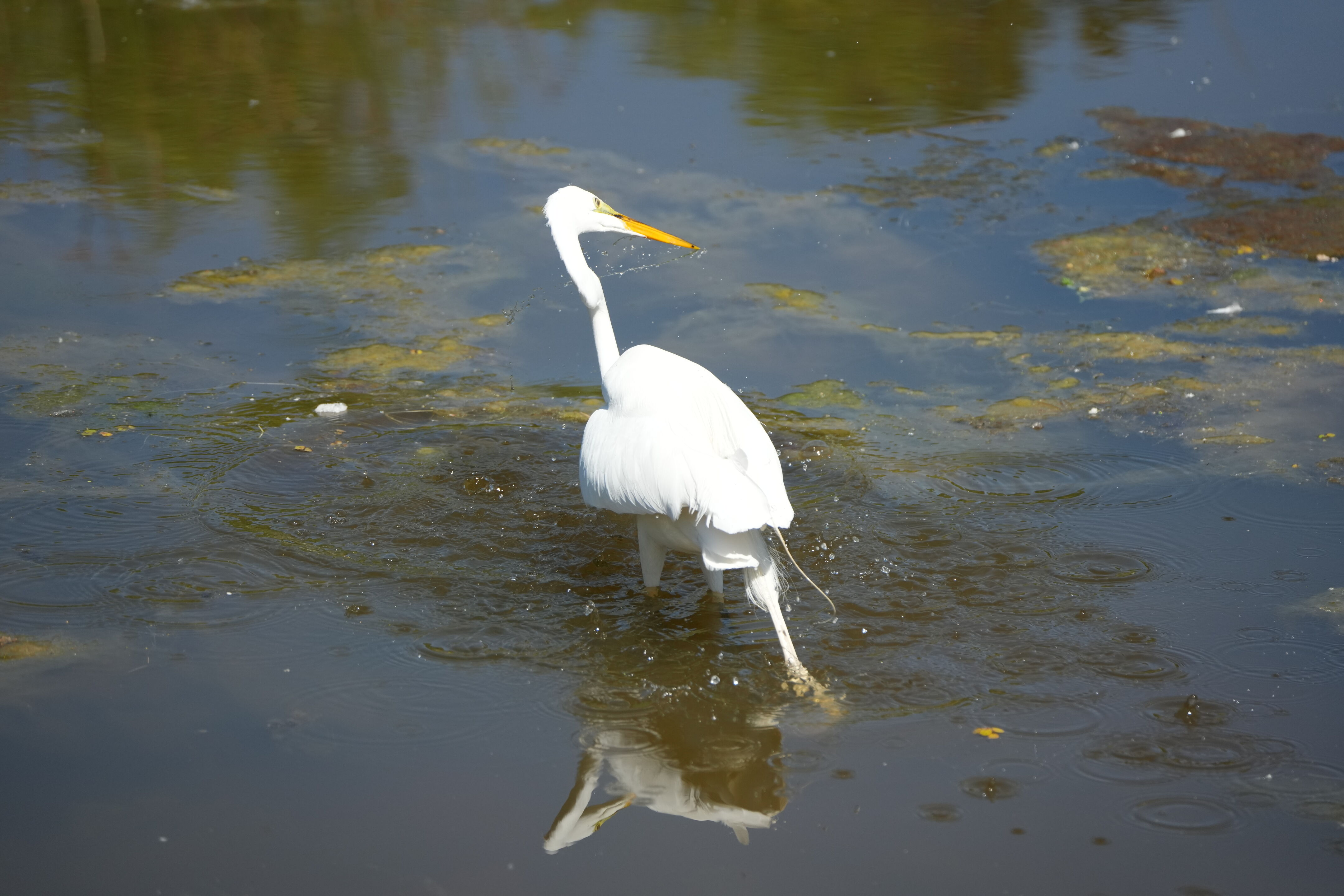 Contra Costa Canal Regional Trail