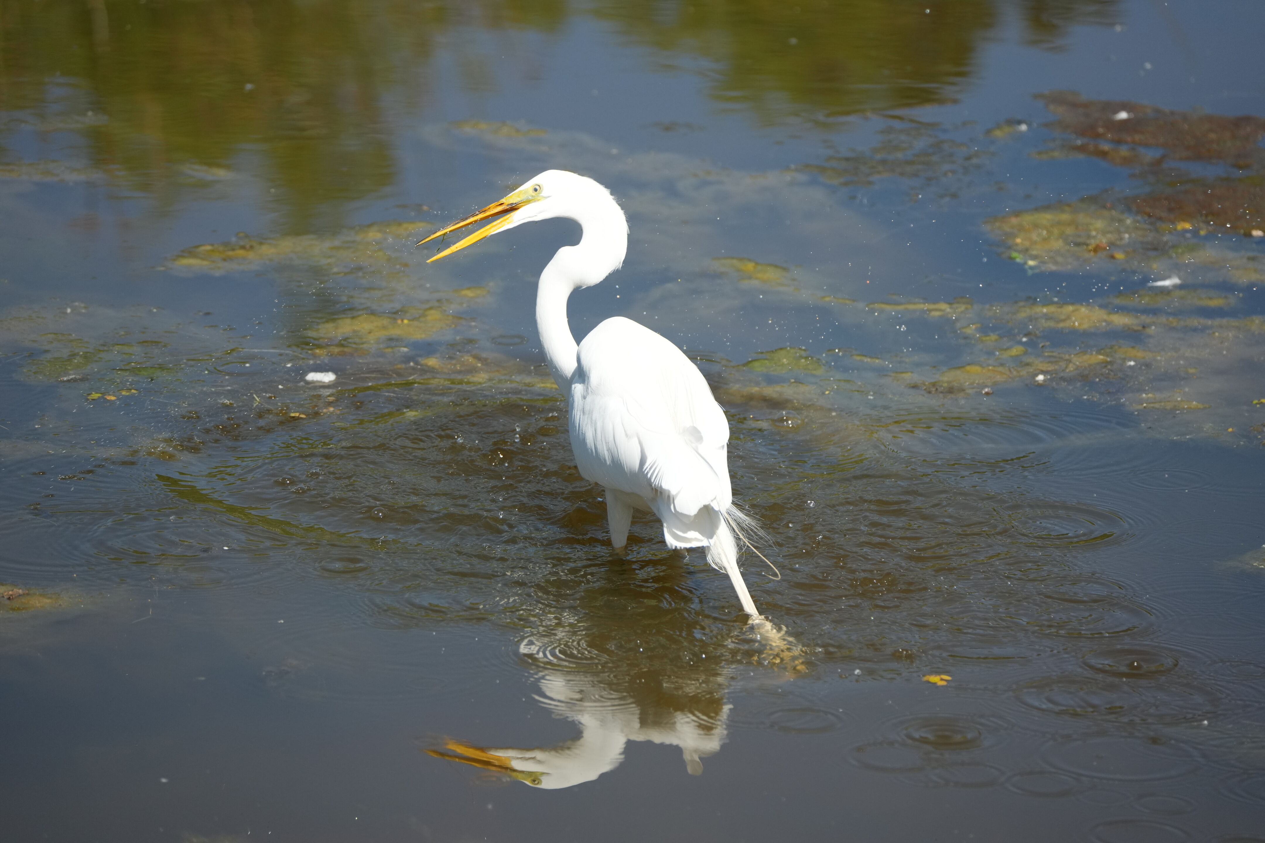 Contra Costa Canal Regional Trail