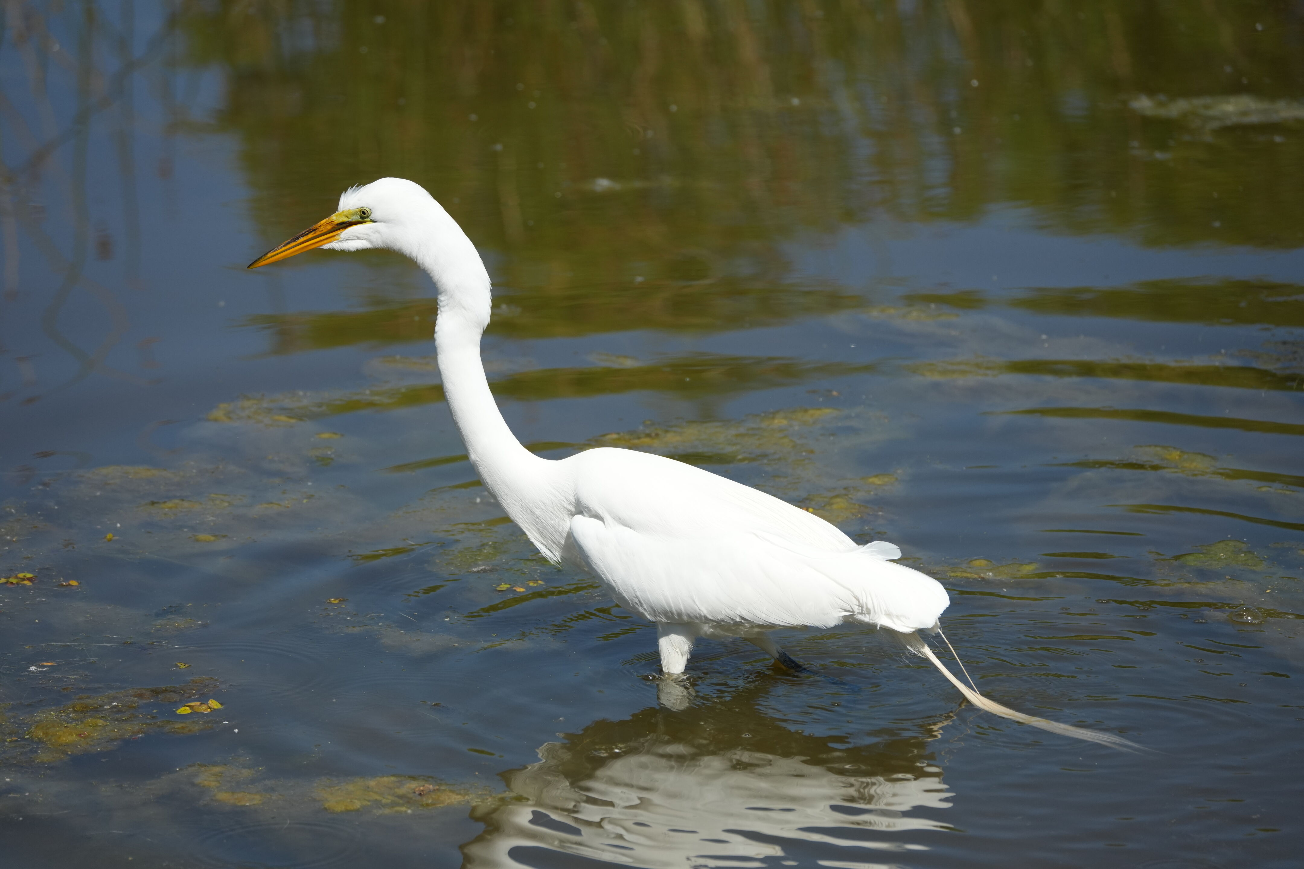 Contra Costa Canal Regional Trail