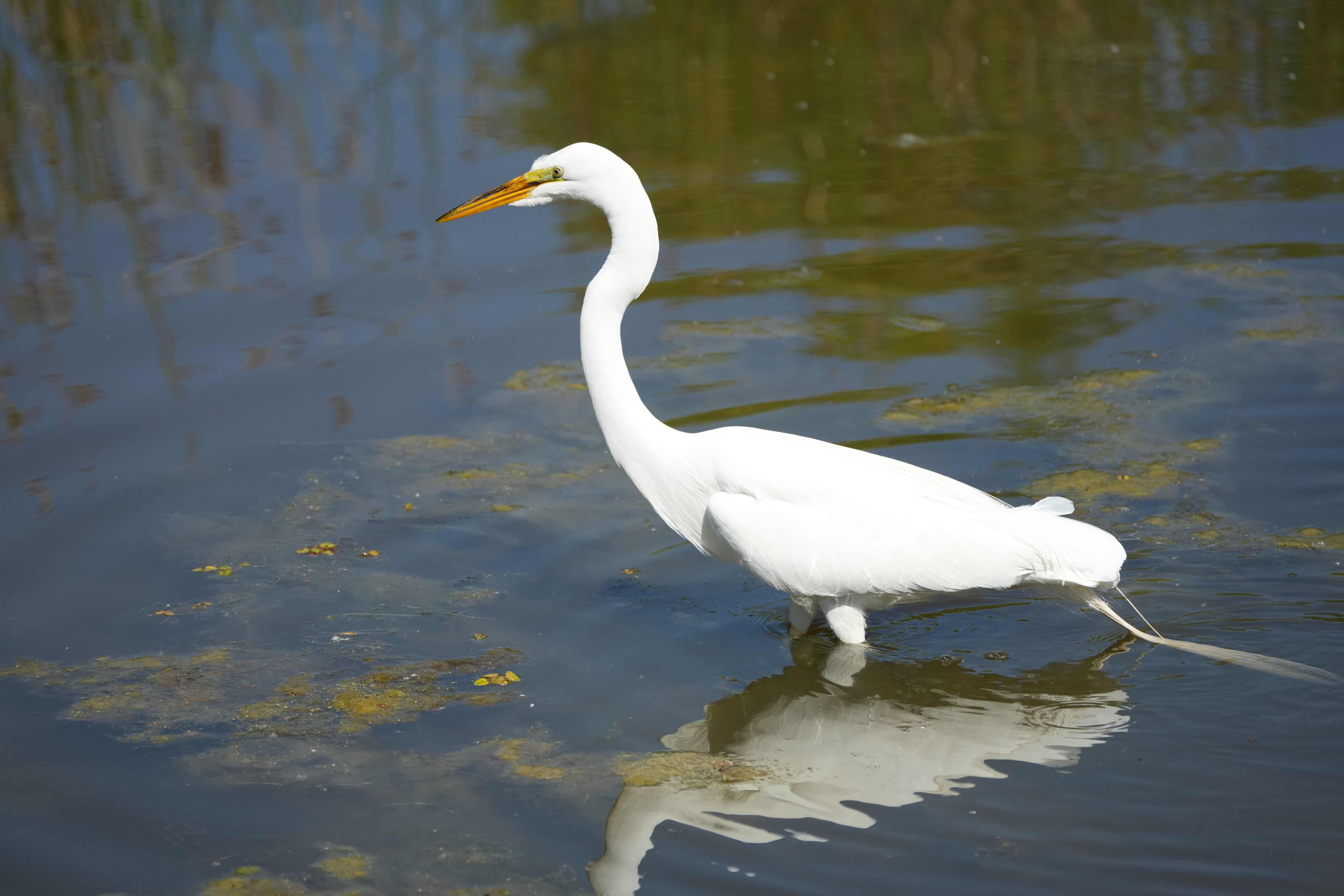 Contra Costa Canal Regional Trail