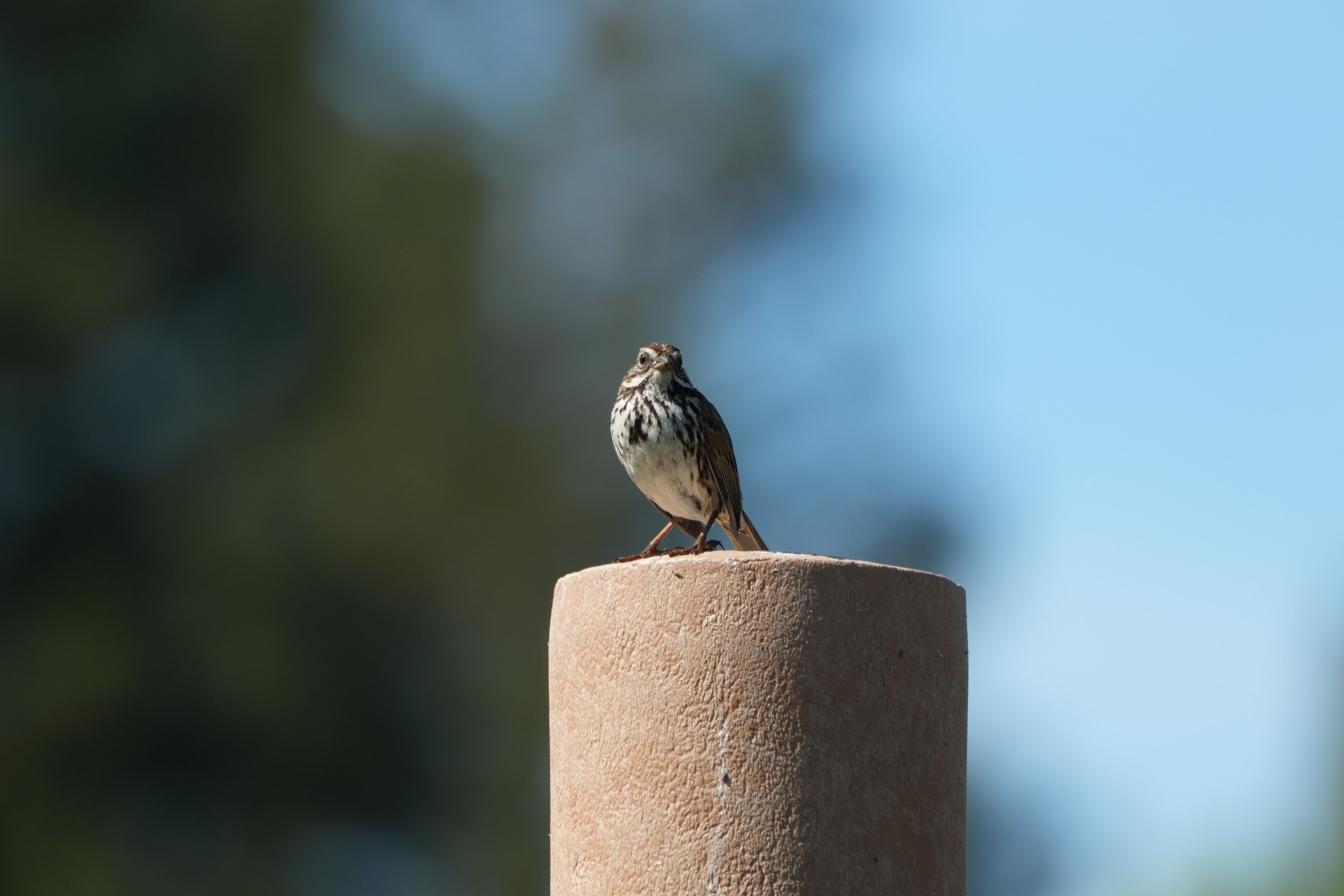 Contra Costa Canal Regional Trail